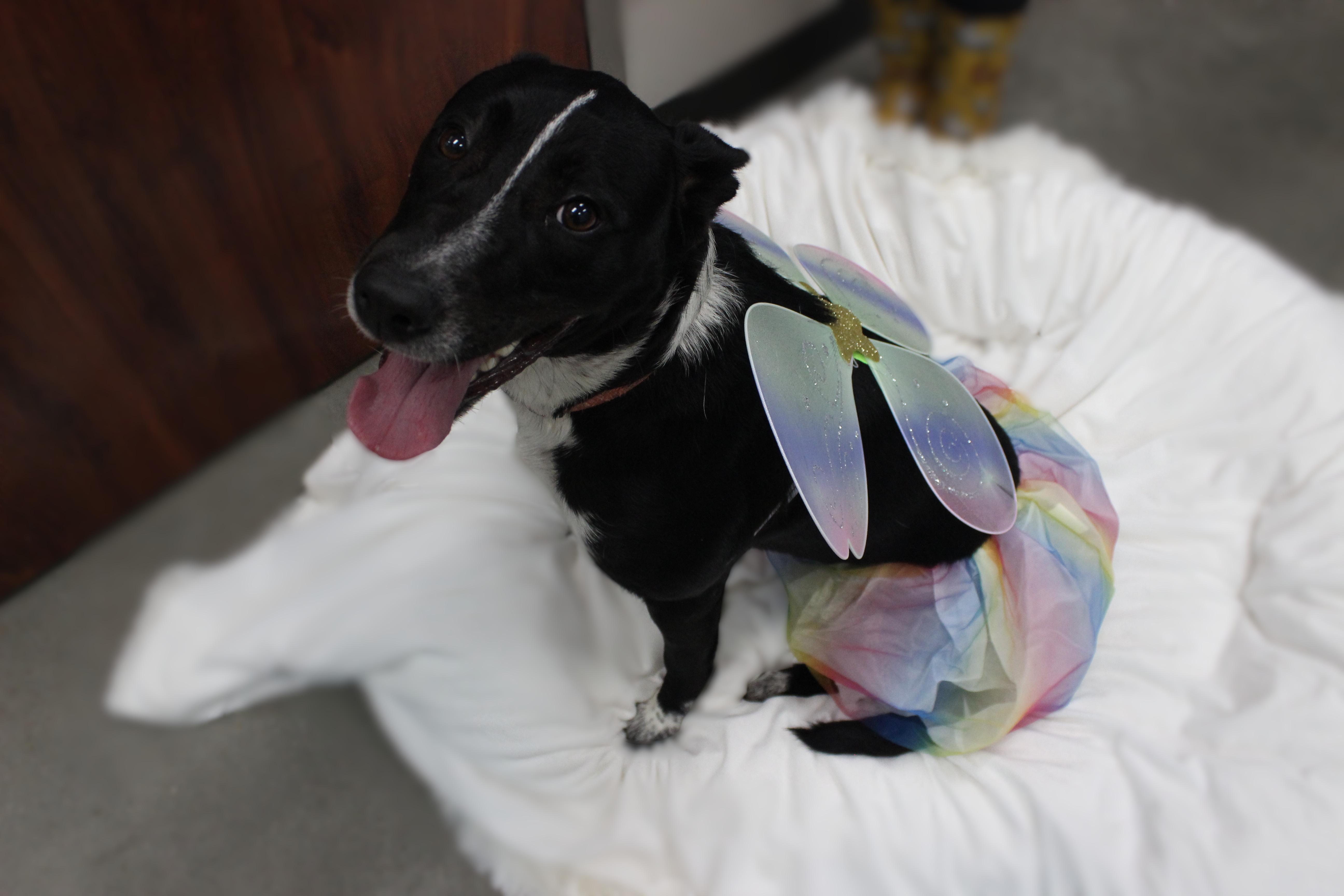 Enlarge Pepper, a Adoptable mixed breed in Seabrook, TX image 2/5