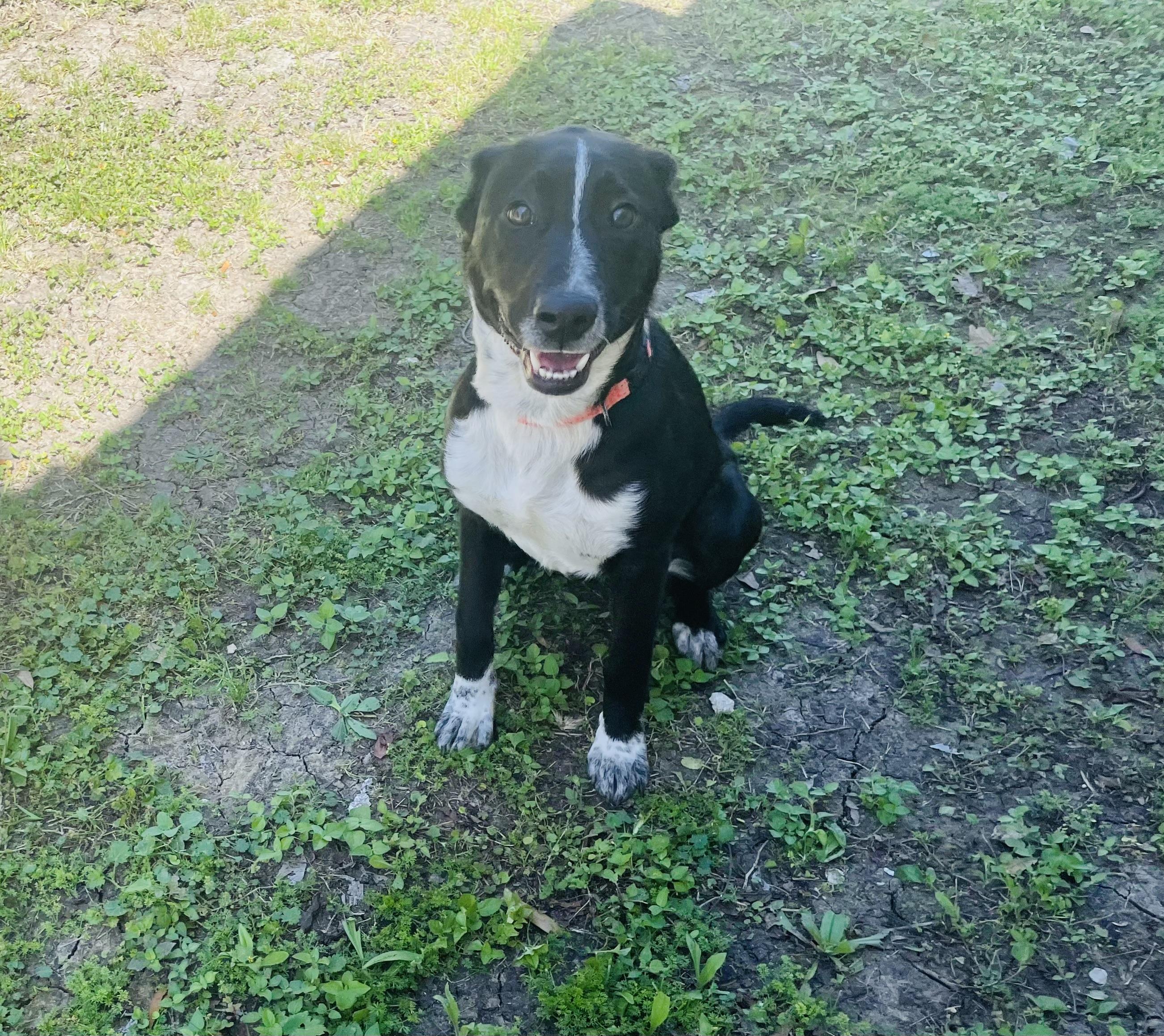 Pepper, ADOPTABLE, Young Female Border Collie & German Shorthaired Pointer.