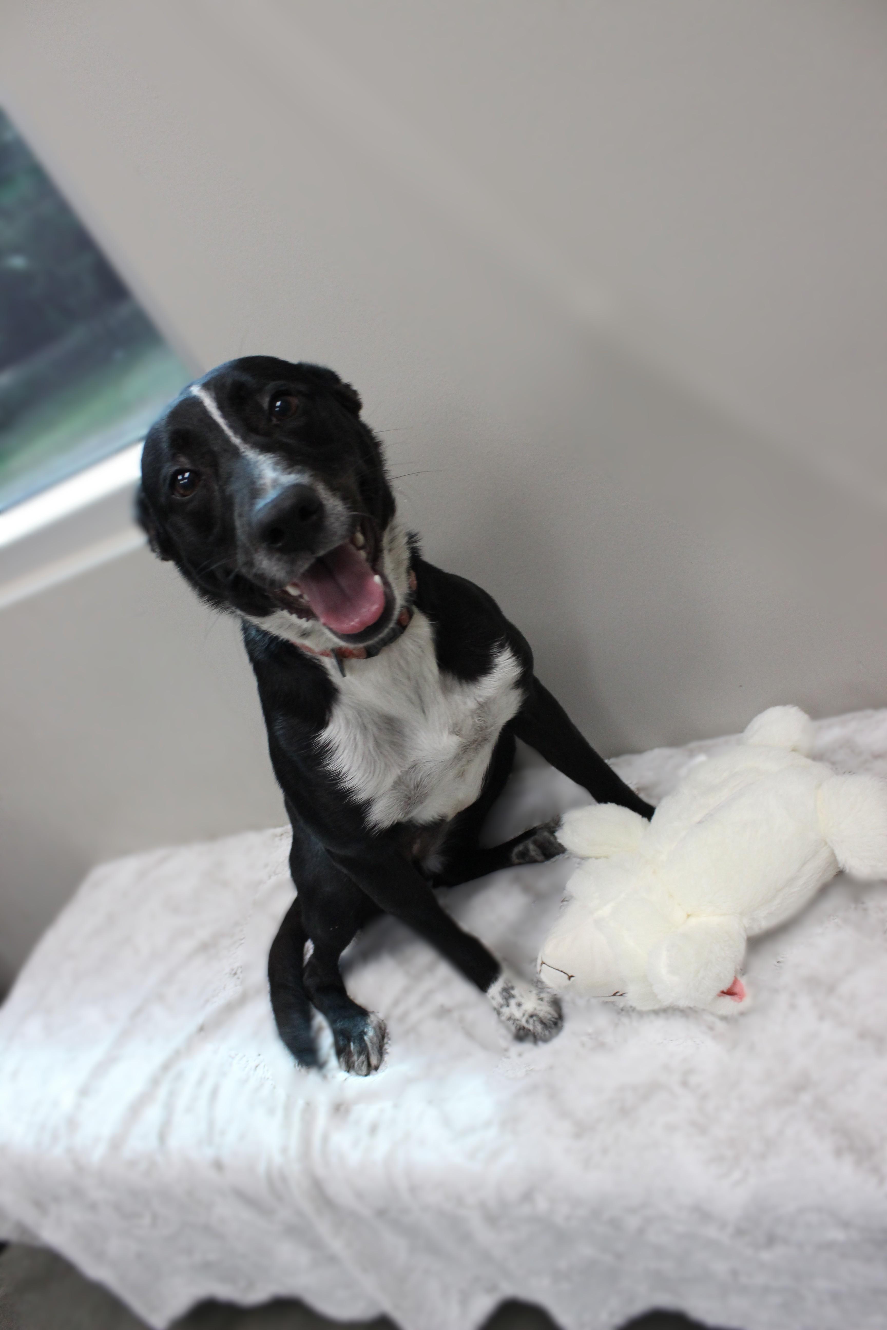 Enlarge Pepper, a Adoptable mixed breed in Seabrook, TX image 3/5