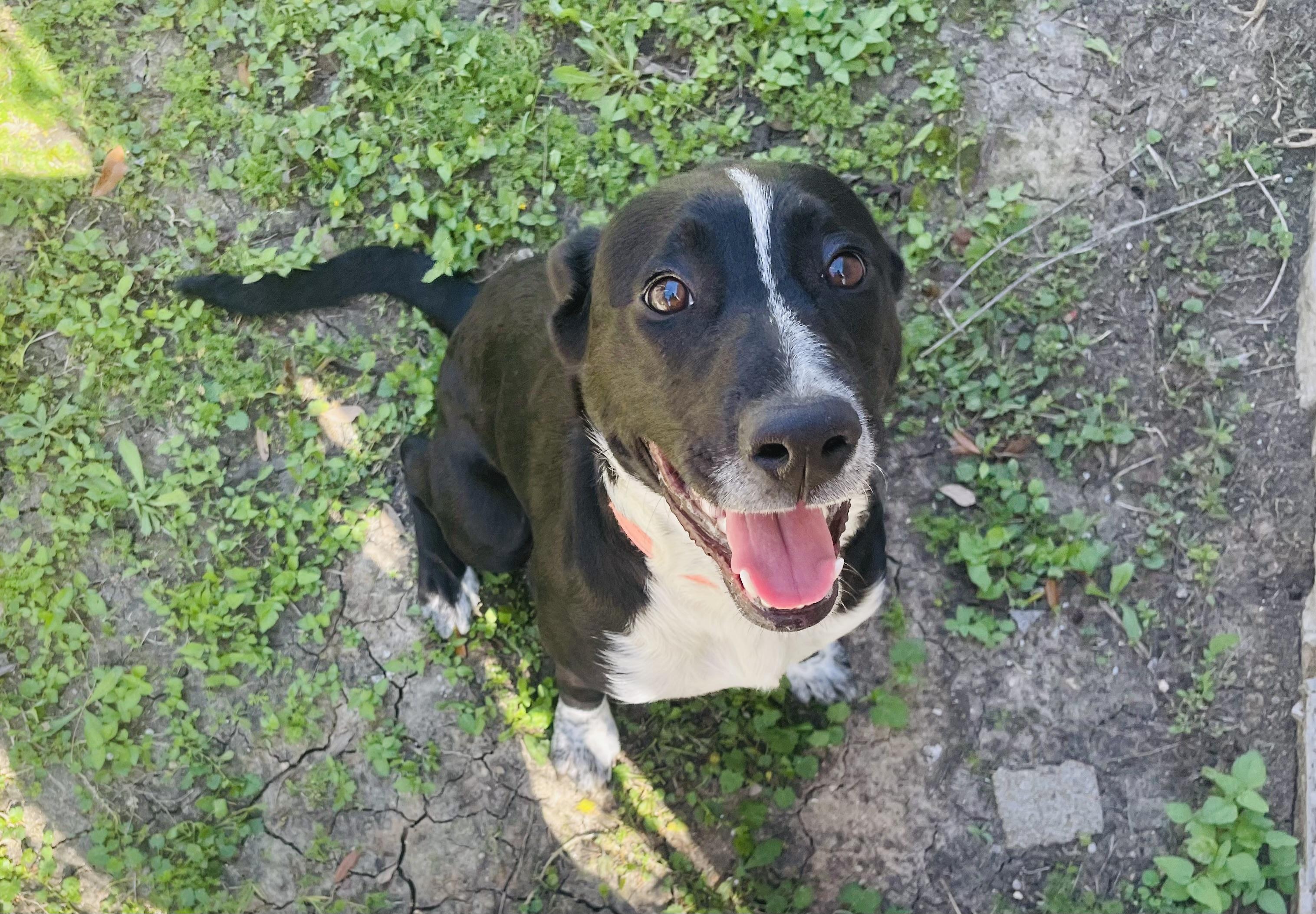Enlarge Pepper, a ADOPTABLE mixed breed in Seabrook, TX image 2/6