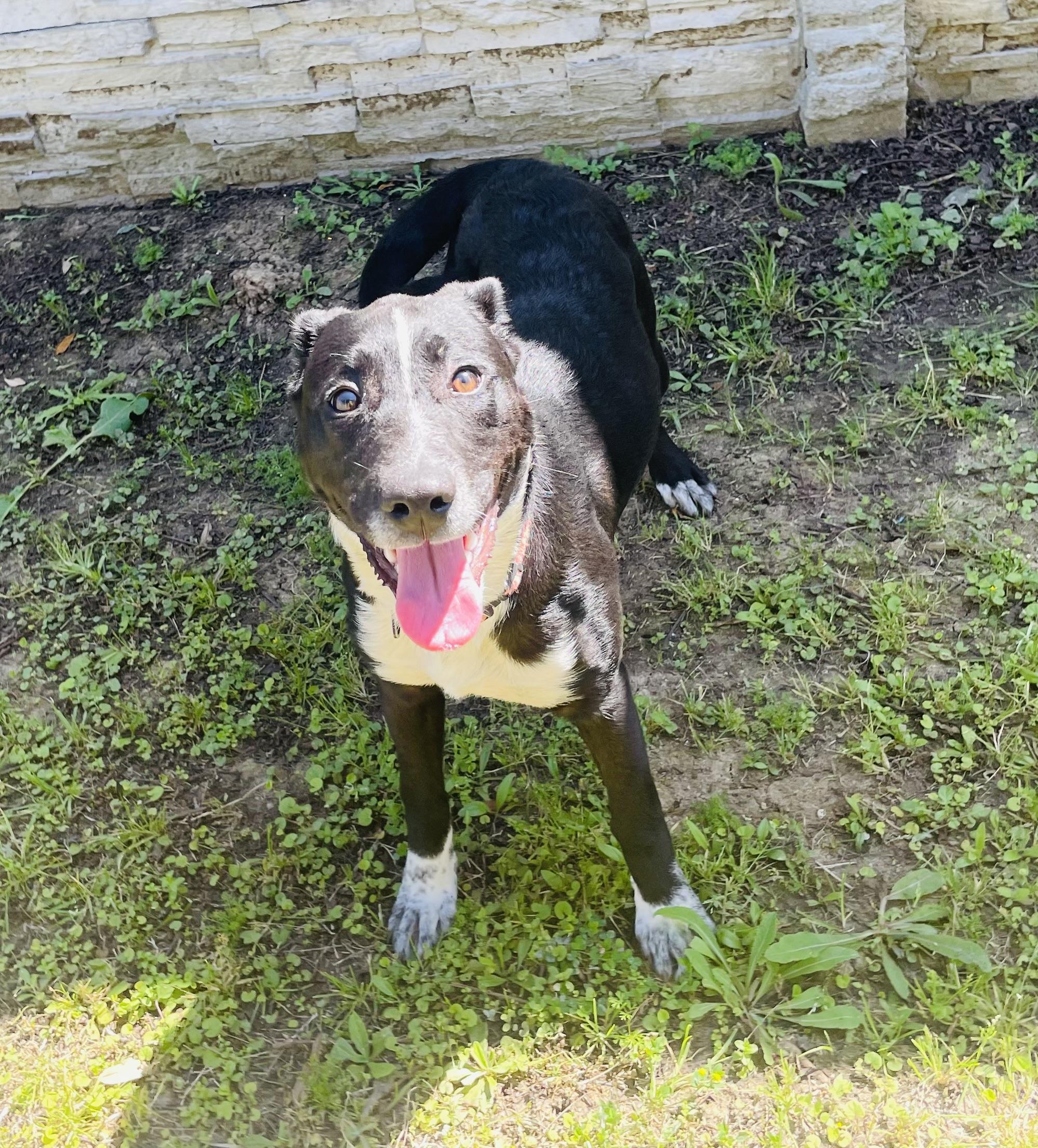 Enlarge Pepper, a ADOPTABLE mixed breed in Seabrook, TX image 6/6