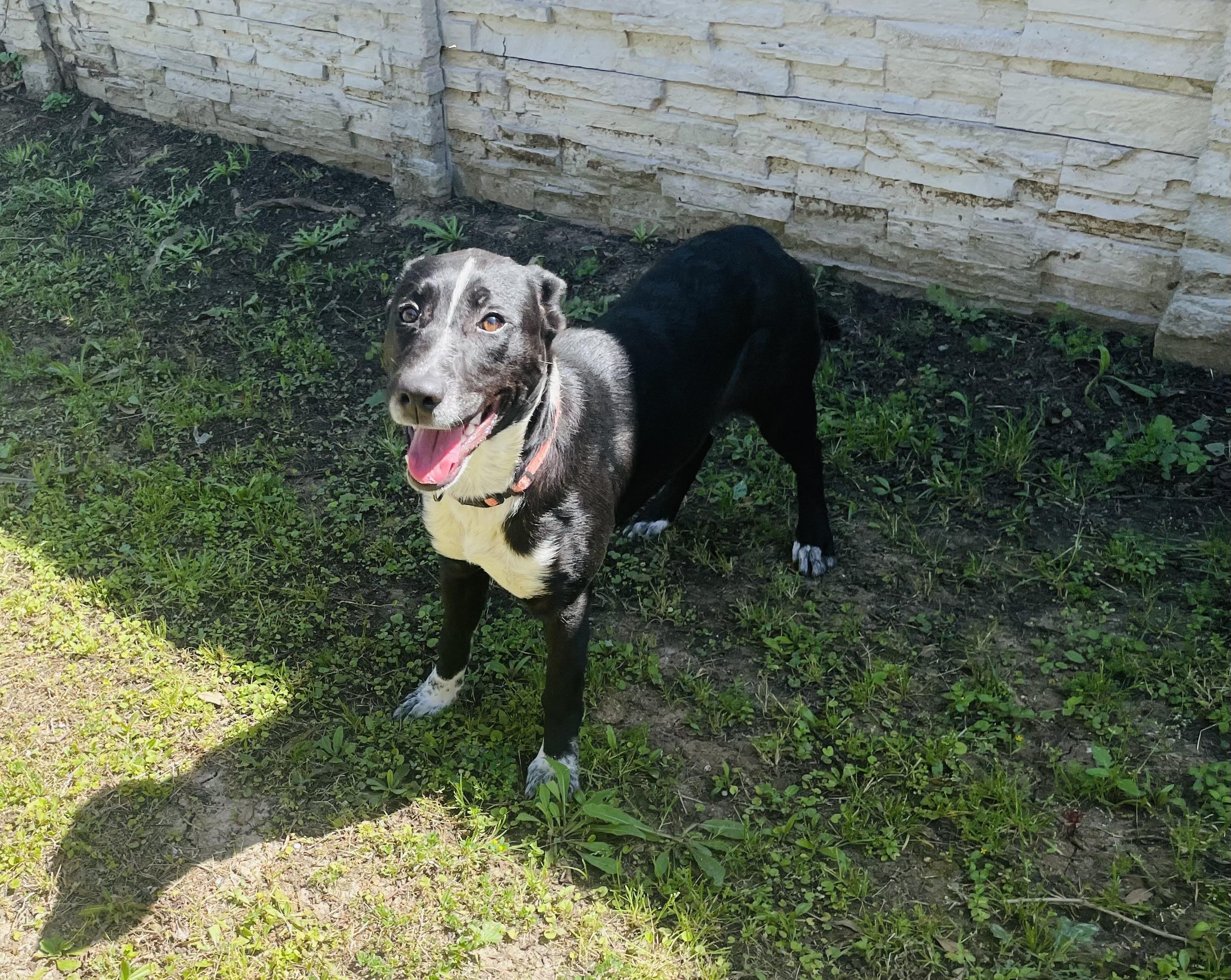 Enlarge Pepper, a ADOPTABLE mixed breed in Seabrook, TX image 4/6