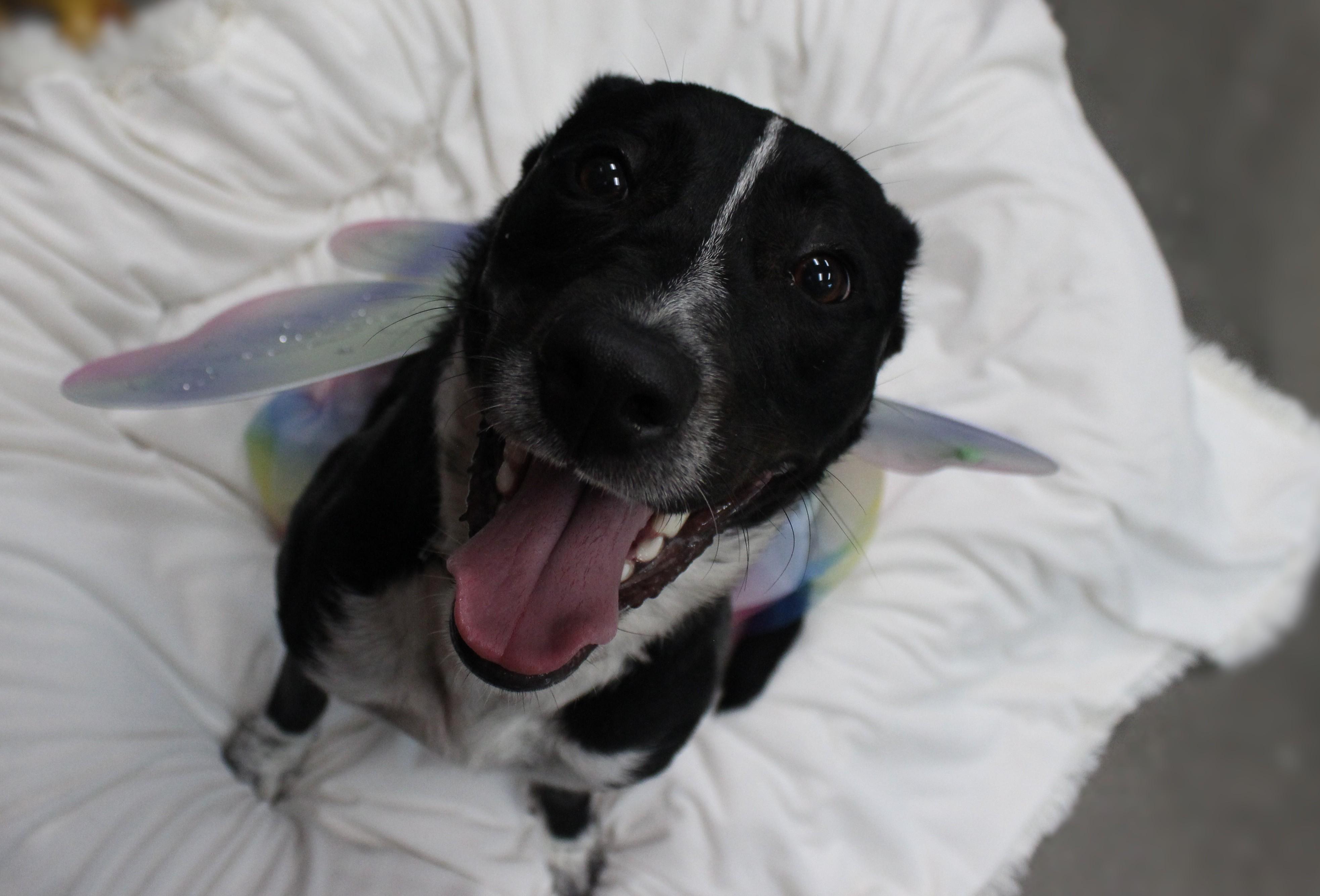 Pepper, Adoptable, Young Female Border Collie & German Shorthaired Pointer.
