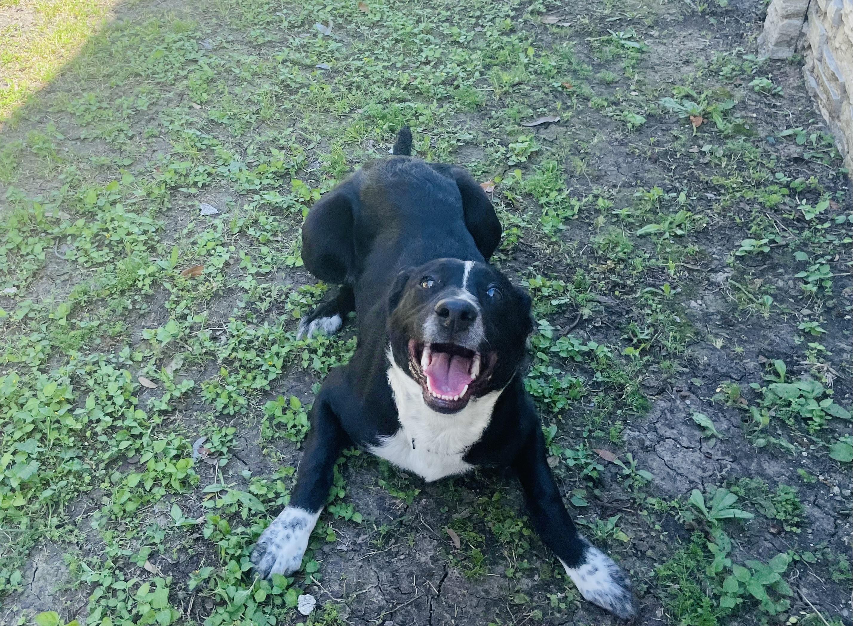 Enlarge Pepper, a ADOPTABLE mixed breed in Seabrook, TX image 3/6