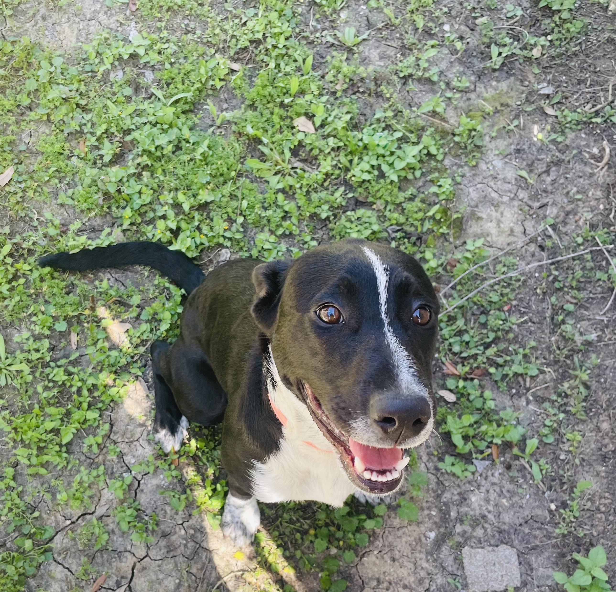 Enlarge Pepper, a ADOPTABLE mixed breed in Seabrook, TX image 5/6