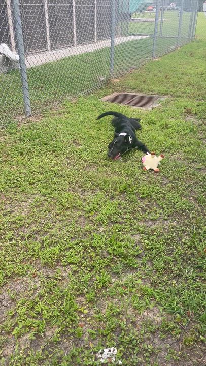 Enlarge Pepper, a ADOPTABLE mixed breed in Seabrook, TX video 2/5
