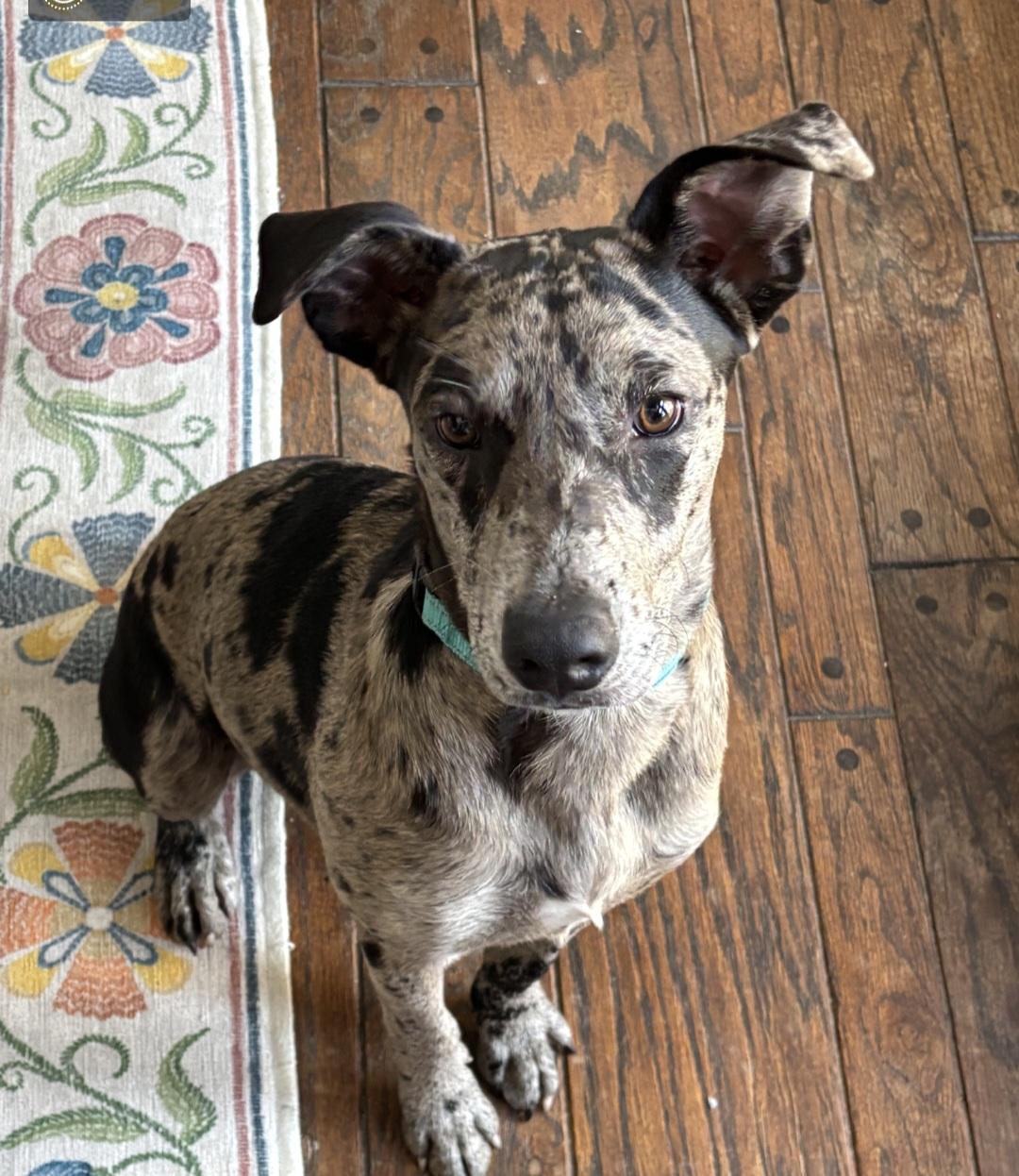 Jasper, an adoptable mixed breed in Granville , OH image 5/6