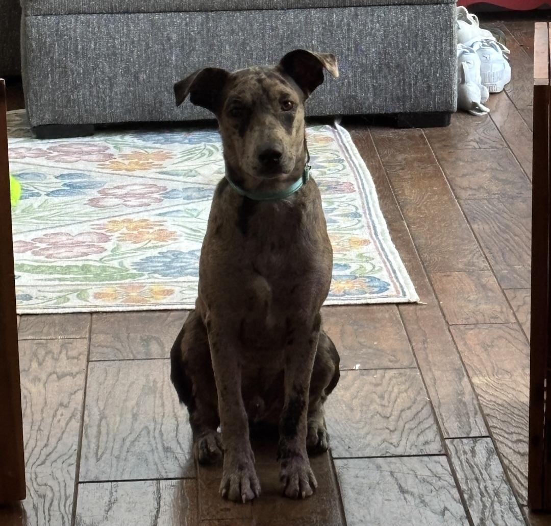 Jasper, an adoptable mixed breed in Granville , OH image 3/6