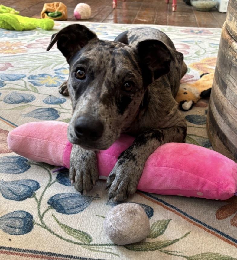 Jasper, an adoptable mixed breed in Granville , OH image 4/6