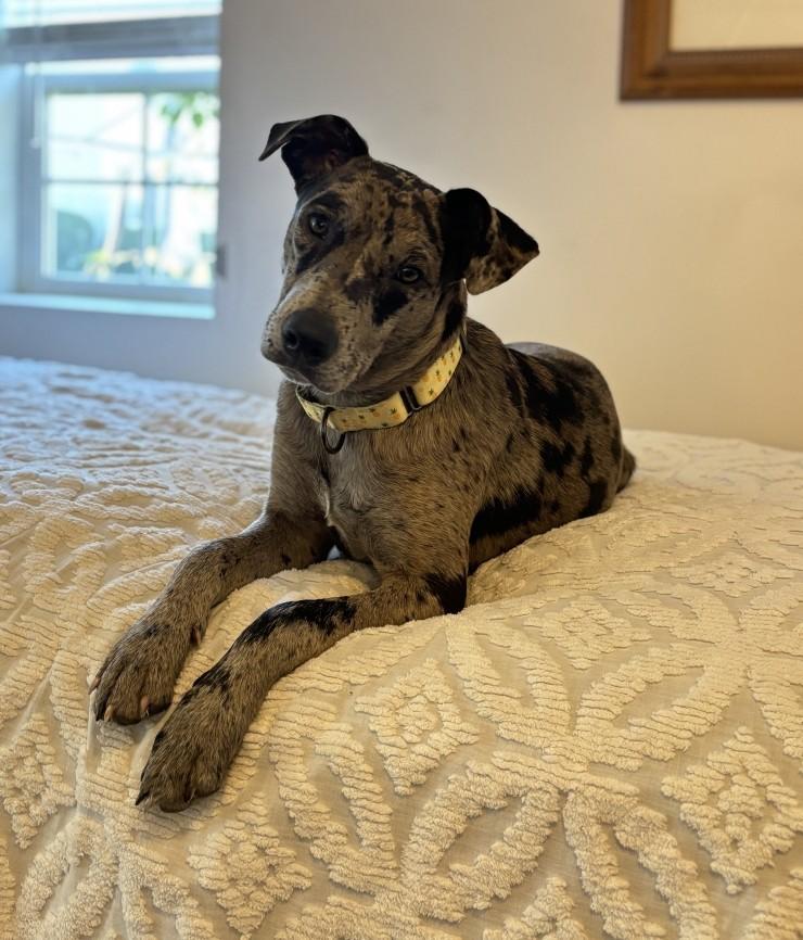 Jasper, an adoptable mixed breed in Granville , OH image 1/6