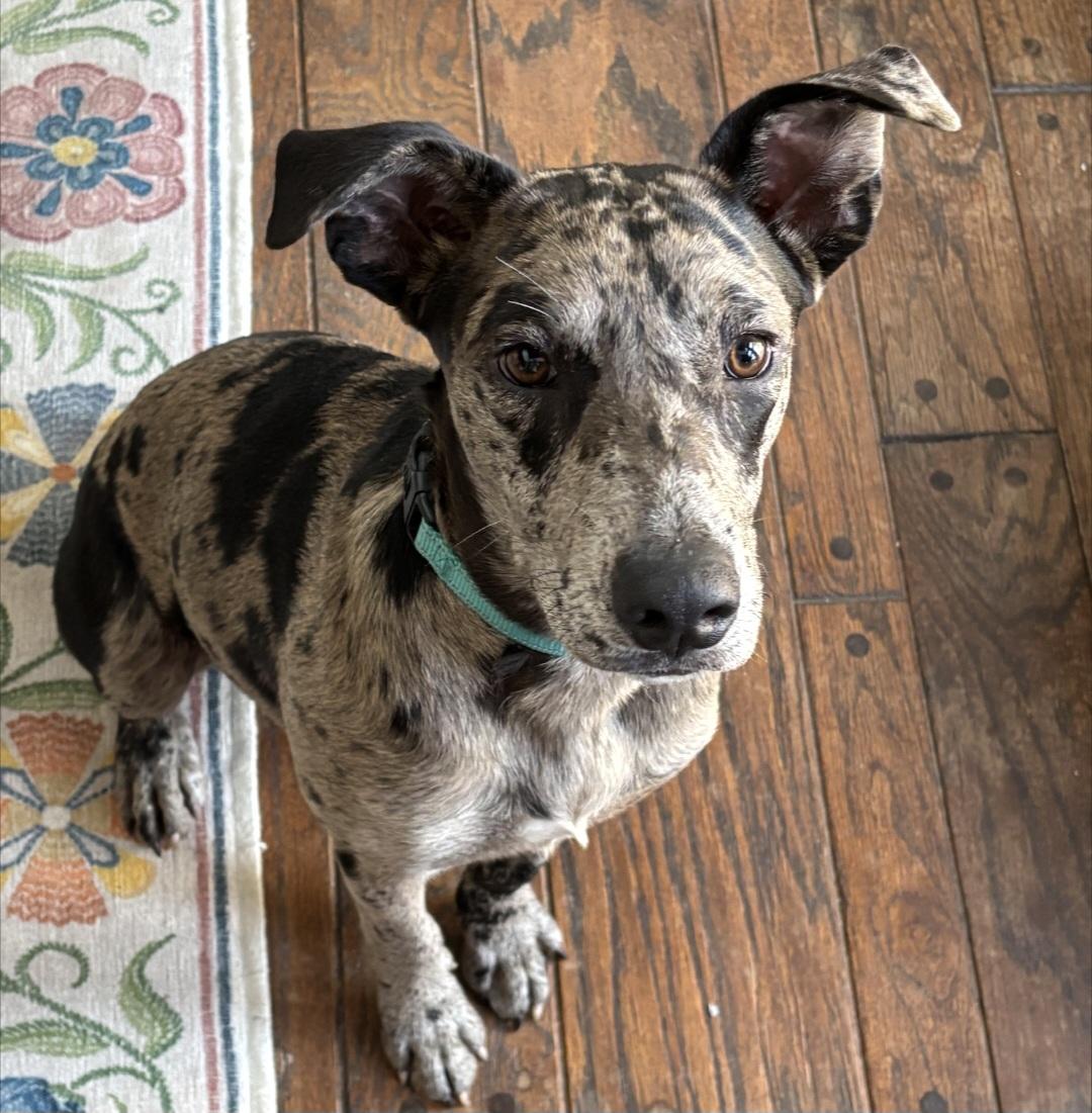 Jasper, an adoptable mixed breed in Granville , OH image 2/6