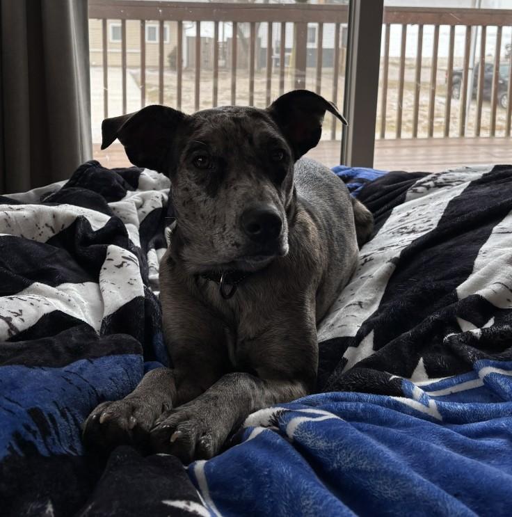 Jasper, an adoptable mixed breed in Granville , OH image 6/6