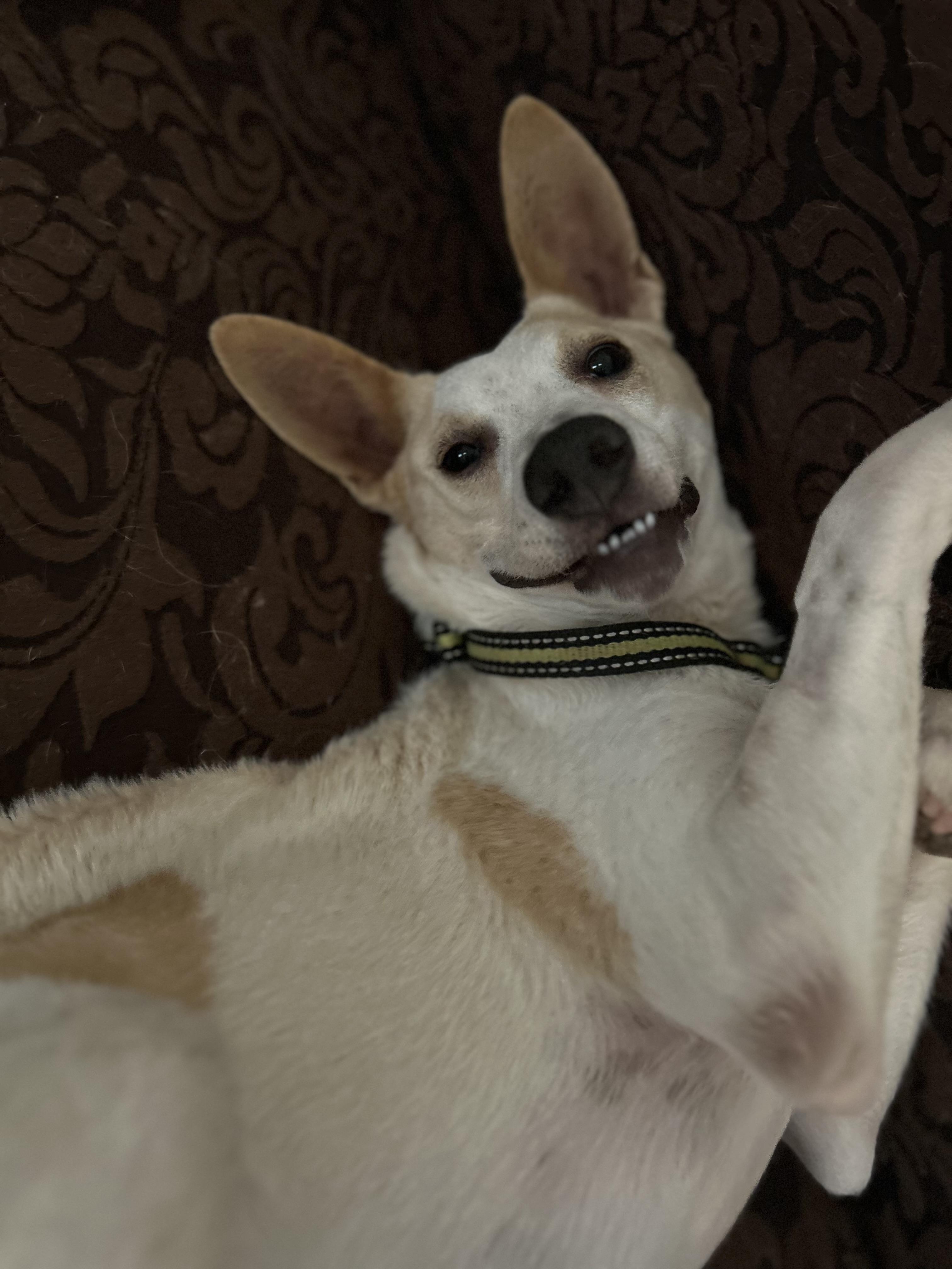 Enzo, Adoptable, Young Male Catahoula Leopard Dog & Australian Shepherd.