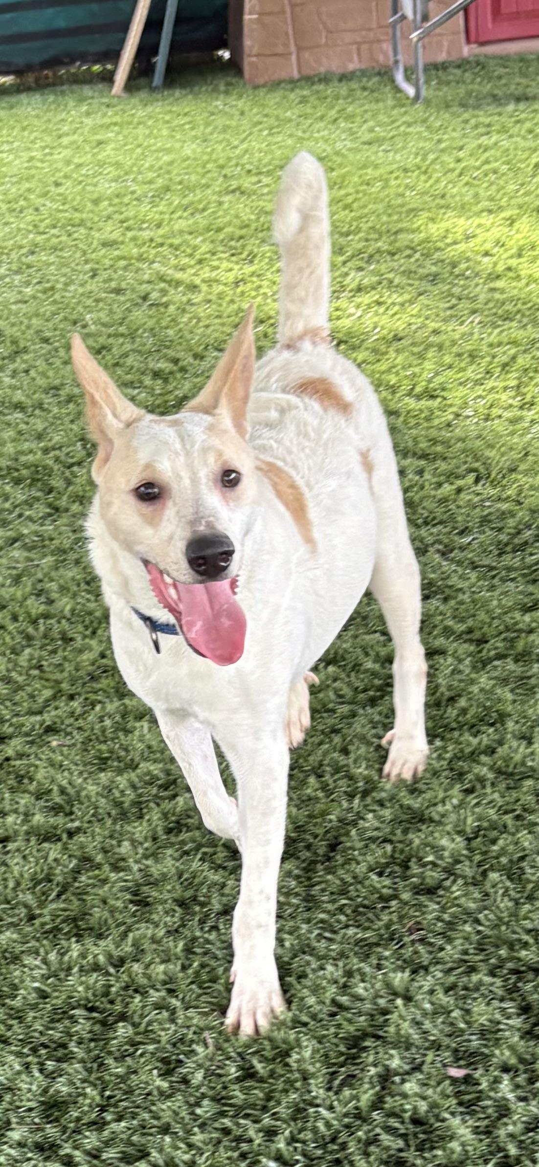 Enlarge Enzo, an adopted mixed breed in Marietta, GA image 4/5