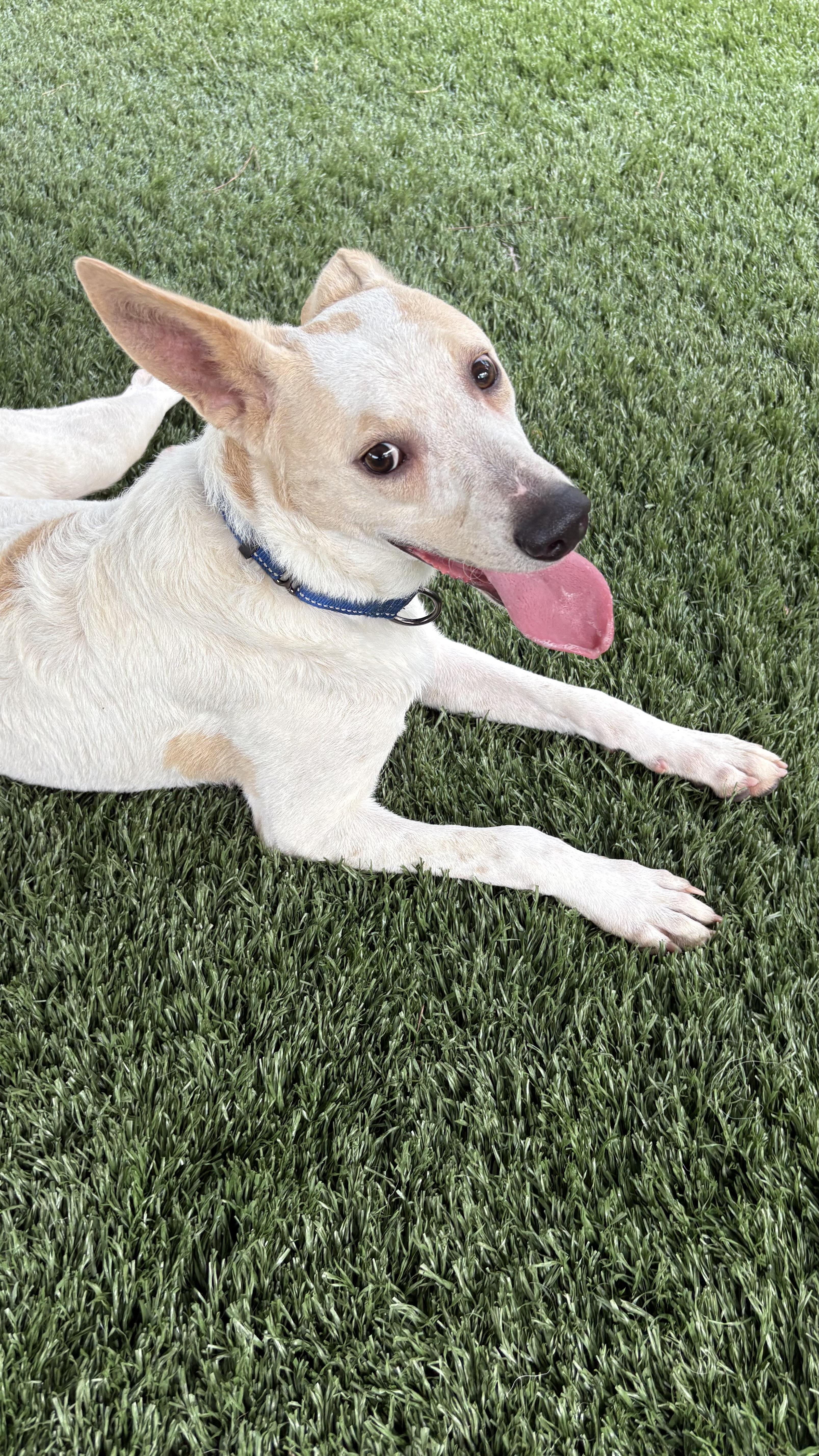 Enlarge Enzo, an adopted mixed breed in Marietta, GA image 5/5