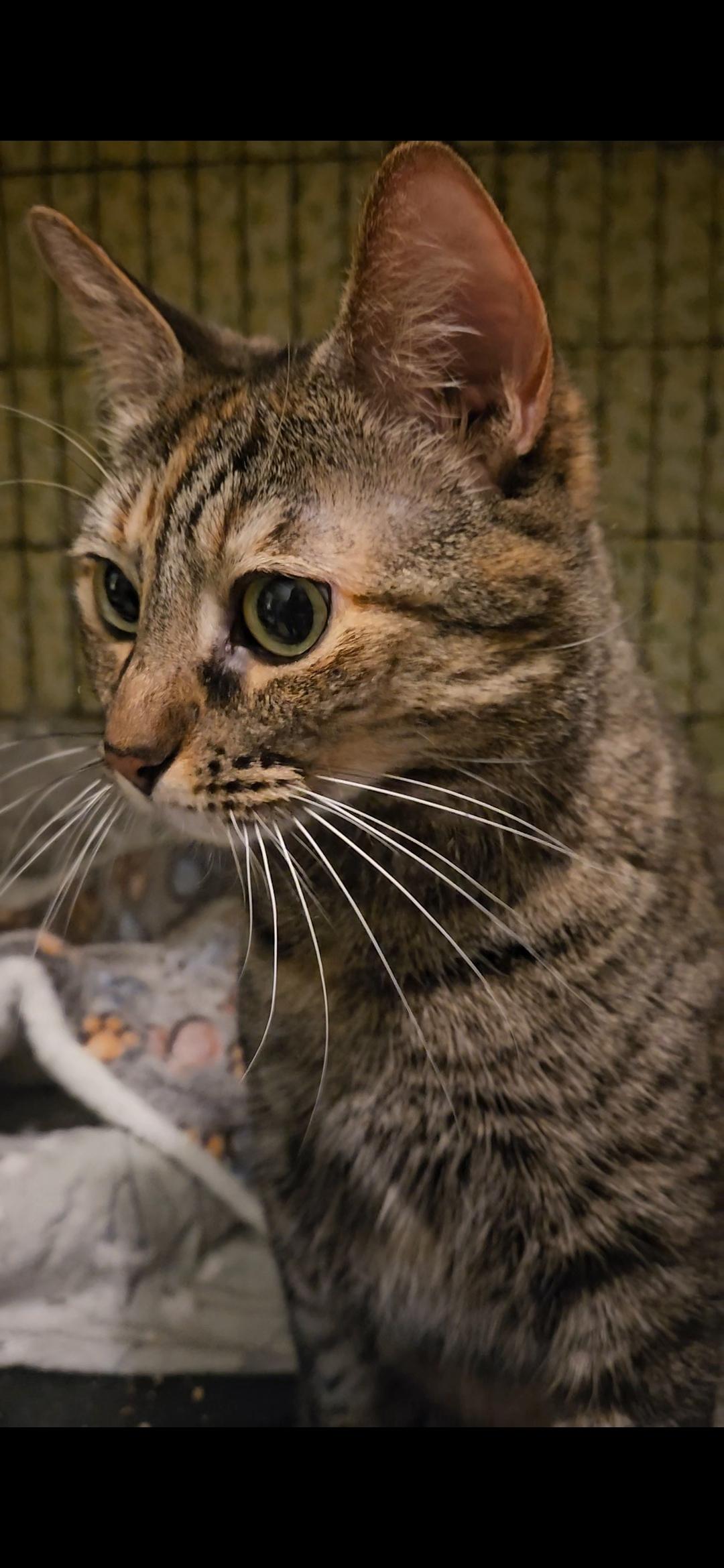 Pandora N *** Lovable big girl!, a Adoptable Domestic Short Hair in Yonkers, NY image 2/6