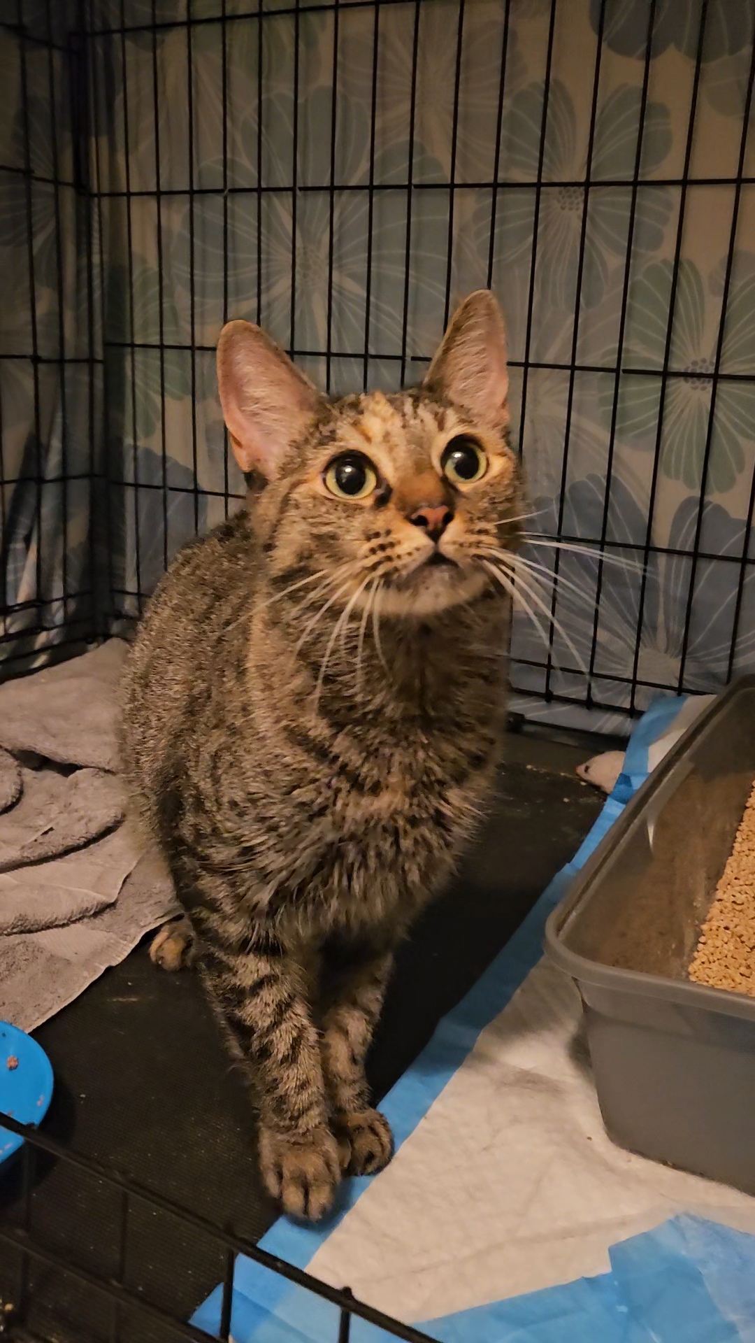 Pandora N *** Lovable big girl!, a Adoptable Domestic Short Hair in Yonkers, NY image 6/6