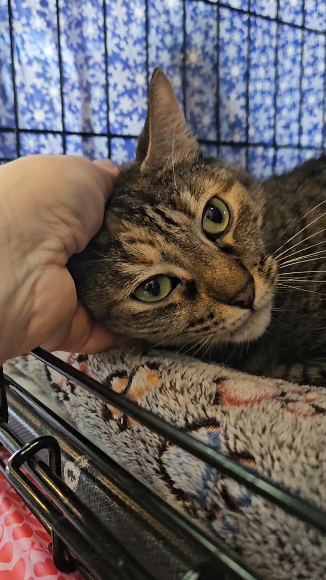 Pandora N *** Lovable big girl!, a Adoptable Domestic Short Hair in Yonkers, NY image 1/6