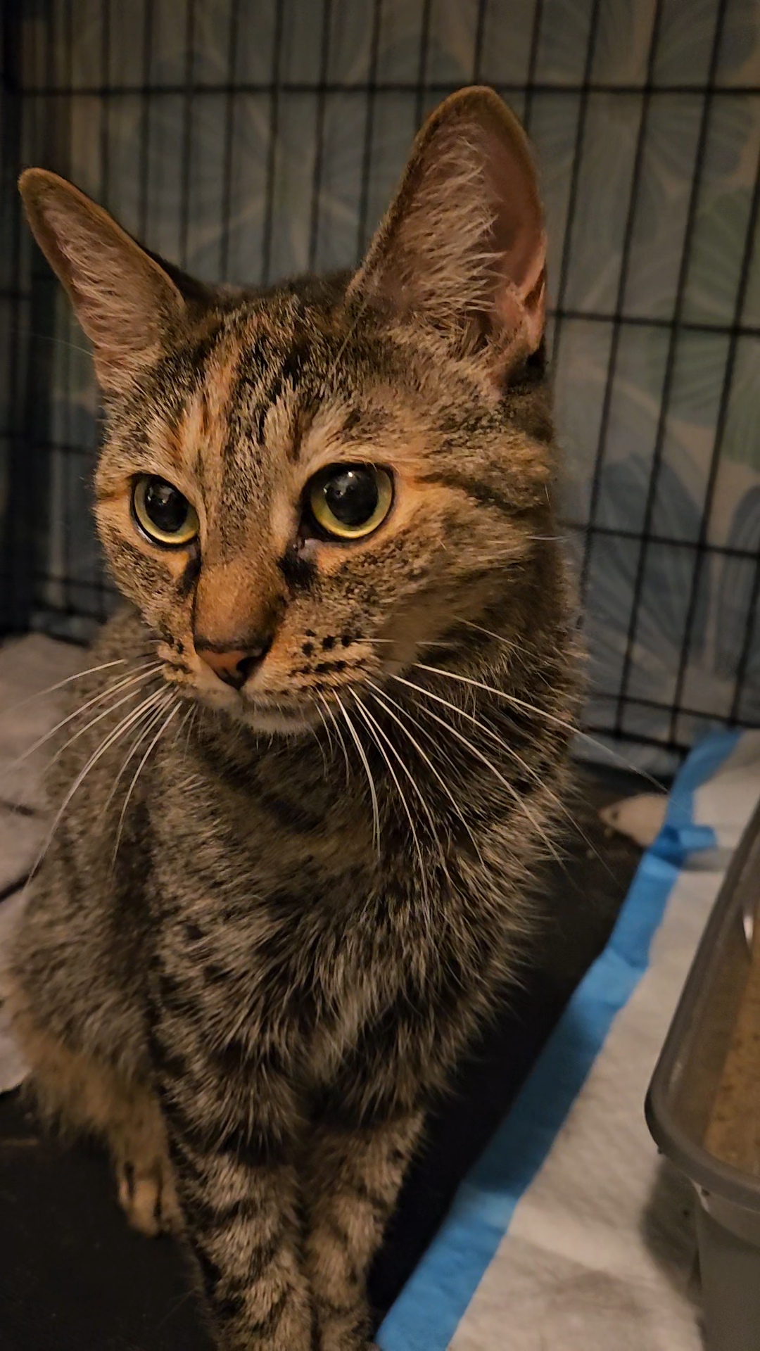 Pandora N *** Lovable big girl!, a Adoptable Domestic Short Hair in Yonkers, NY image 3/6