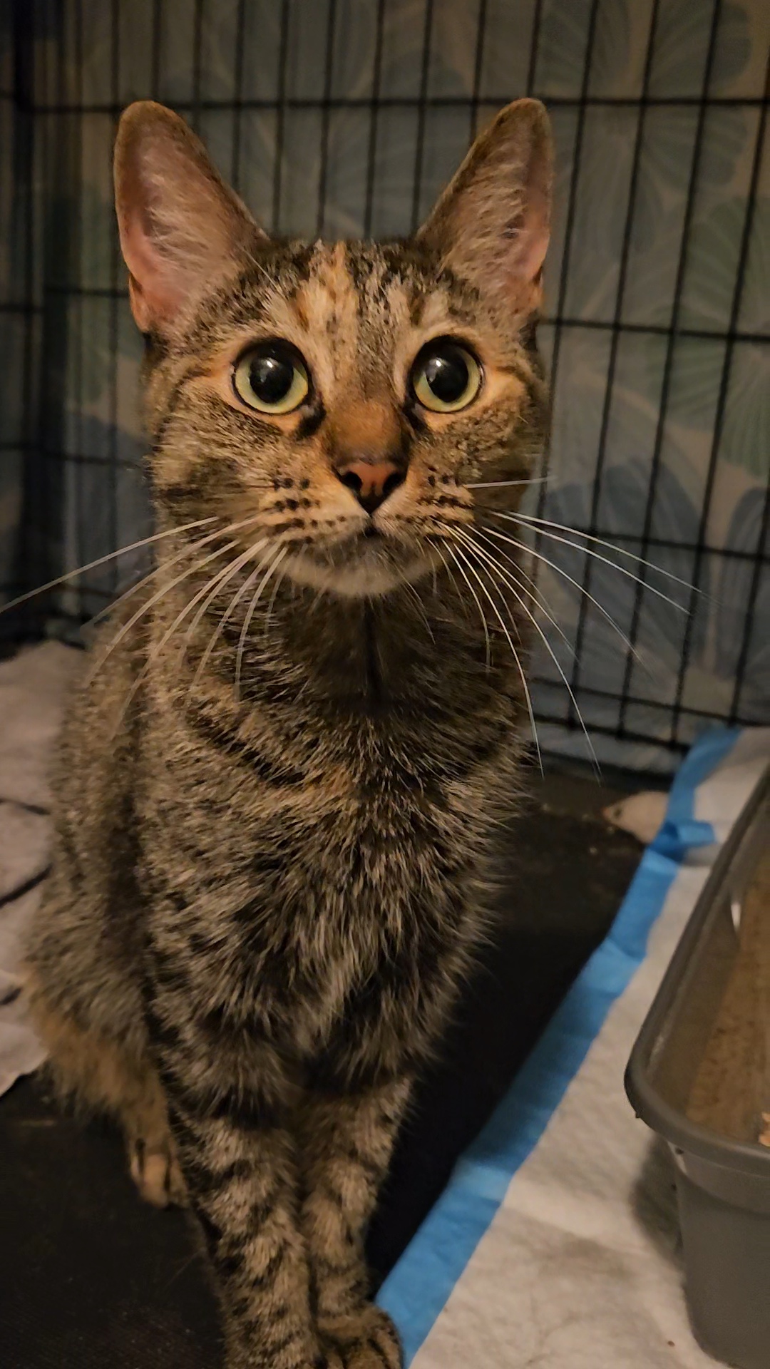 Pandora N *** Lovable big girl!, a Adoptable Domestic Short Hair in Yonkers, NY image 5/6