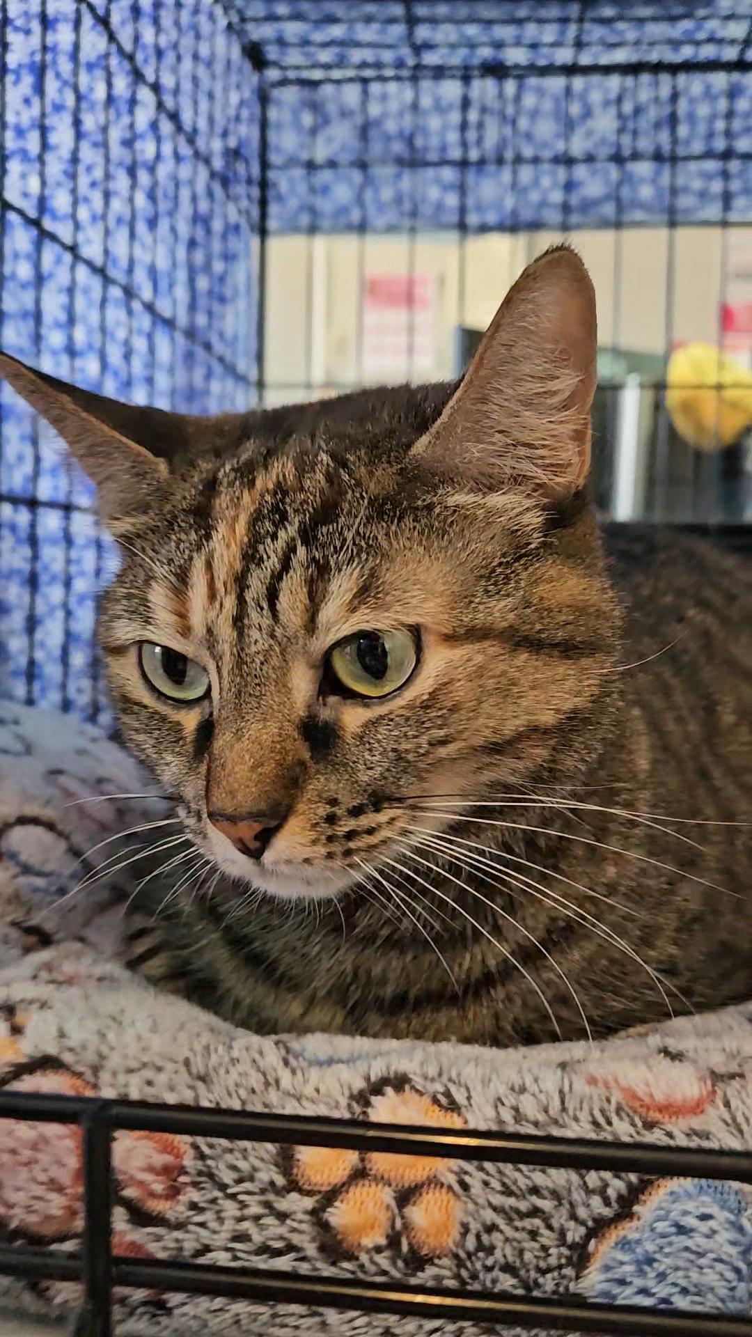 Pandora N *** Lovable big girl!, a Adoptable Domestic Short Hair in Yonkers, NY image 4/6