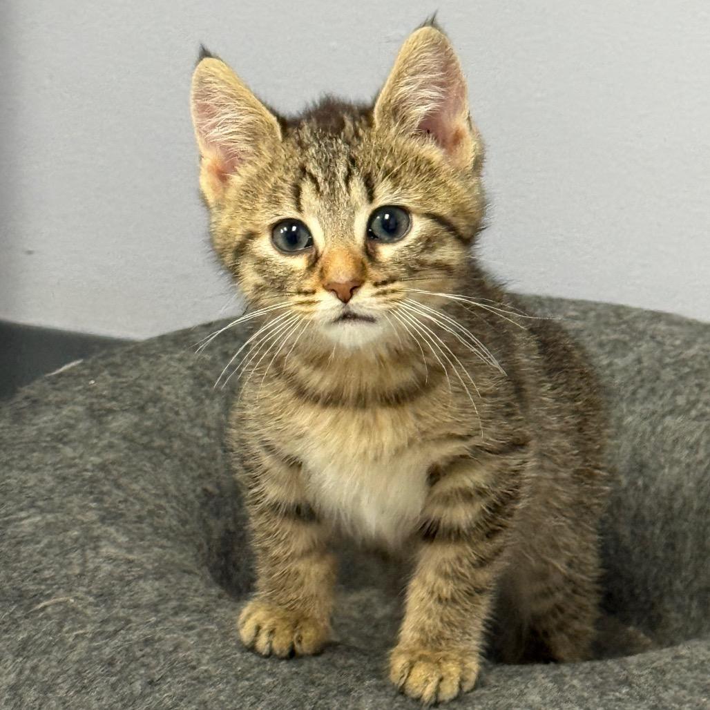 Enlarge Singer, a Adoptable Domestic Short Hair in Archbold , OH image 1/1