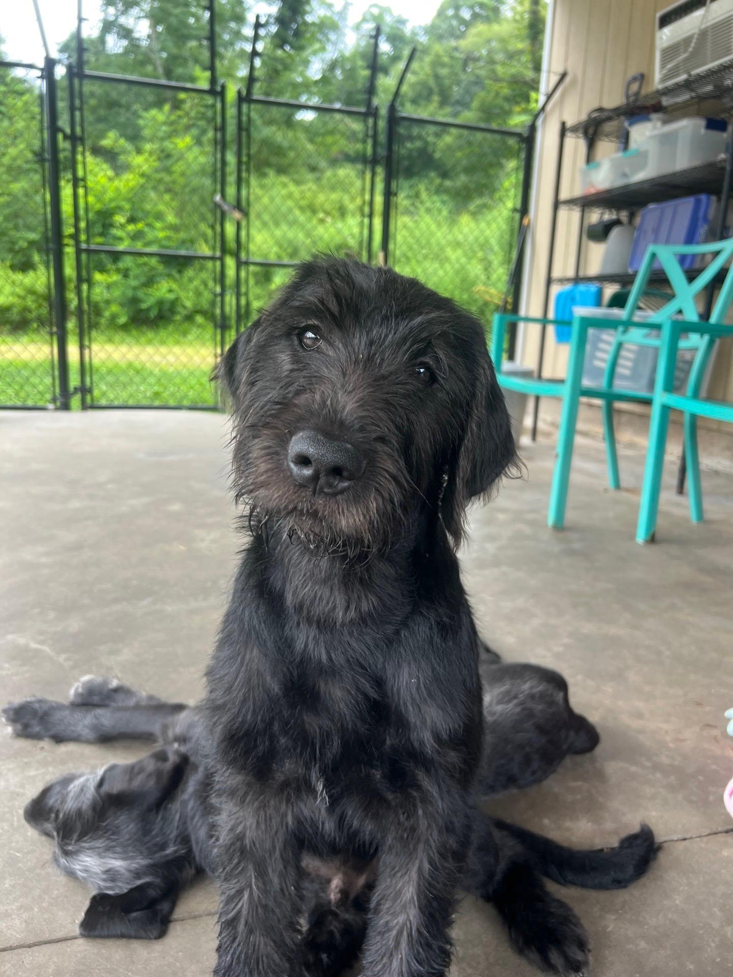 Enlarge Bear, a Adoptable mixed breed in Hamden, CT image 1/1