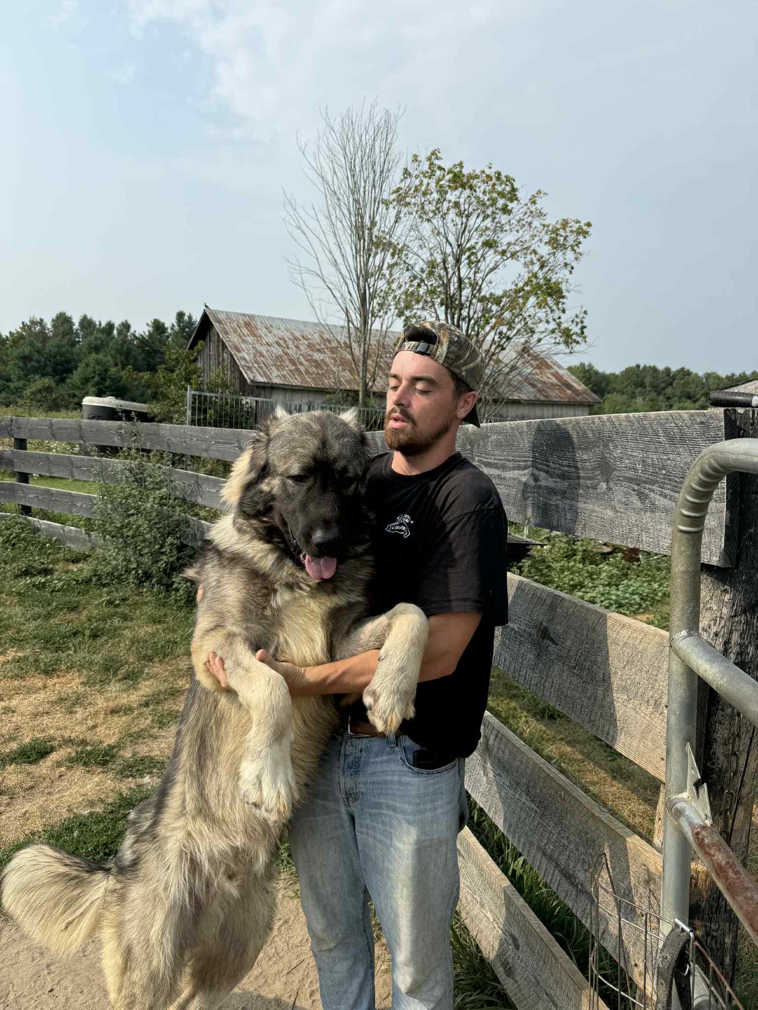 Orion, Adoptable, Young Male Caucasian Sheepdog / Caucasian Ovtcharka.