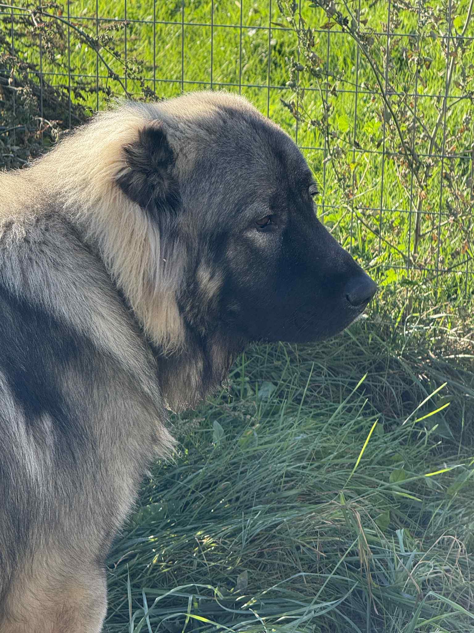 Enlarge Orion, a Adoptable Caucasian Sheepdog / Caucasian Ovtcharka in Lisle, ON image 2/2