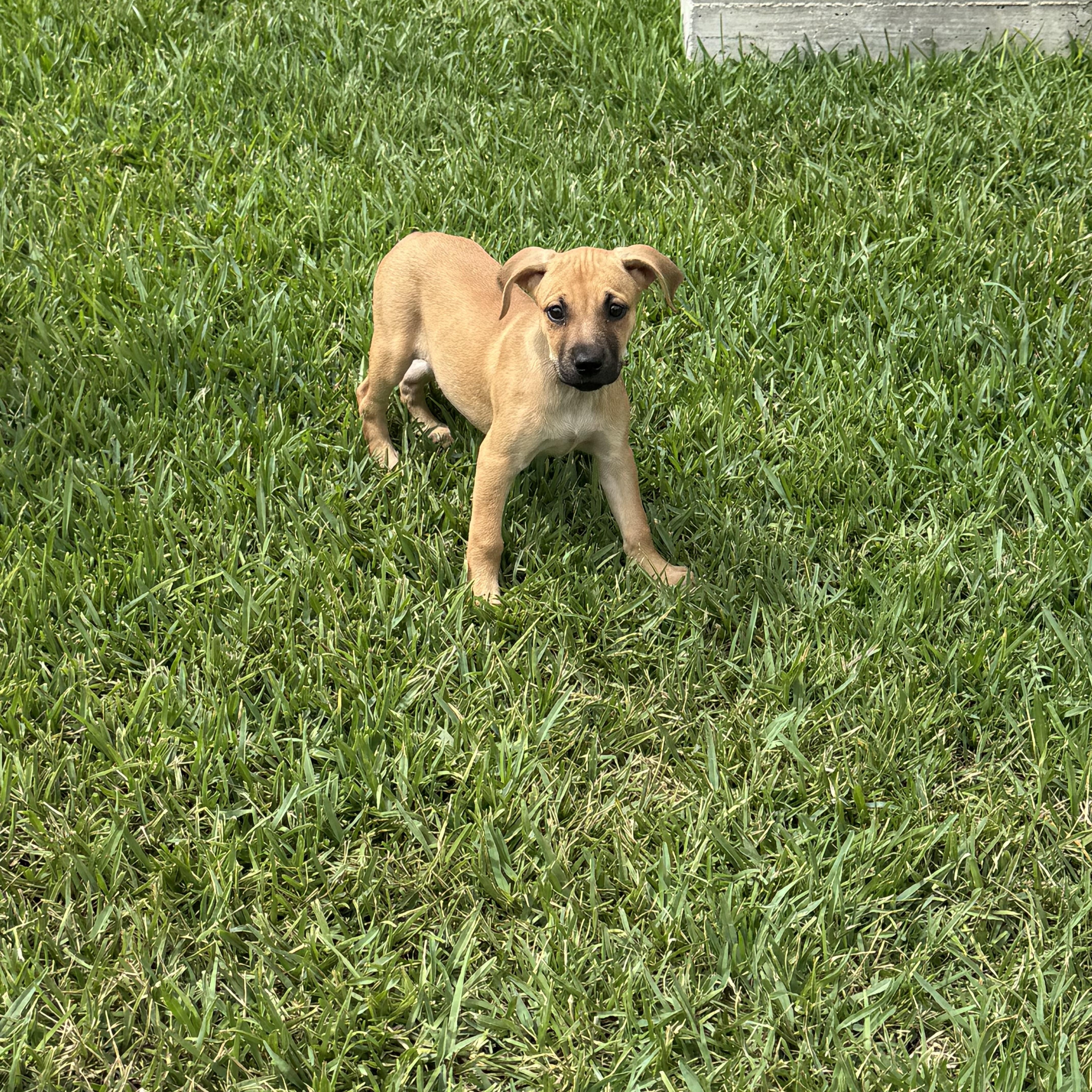 Sadie