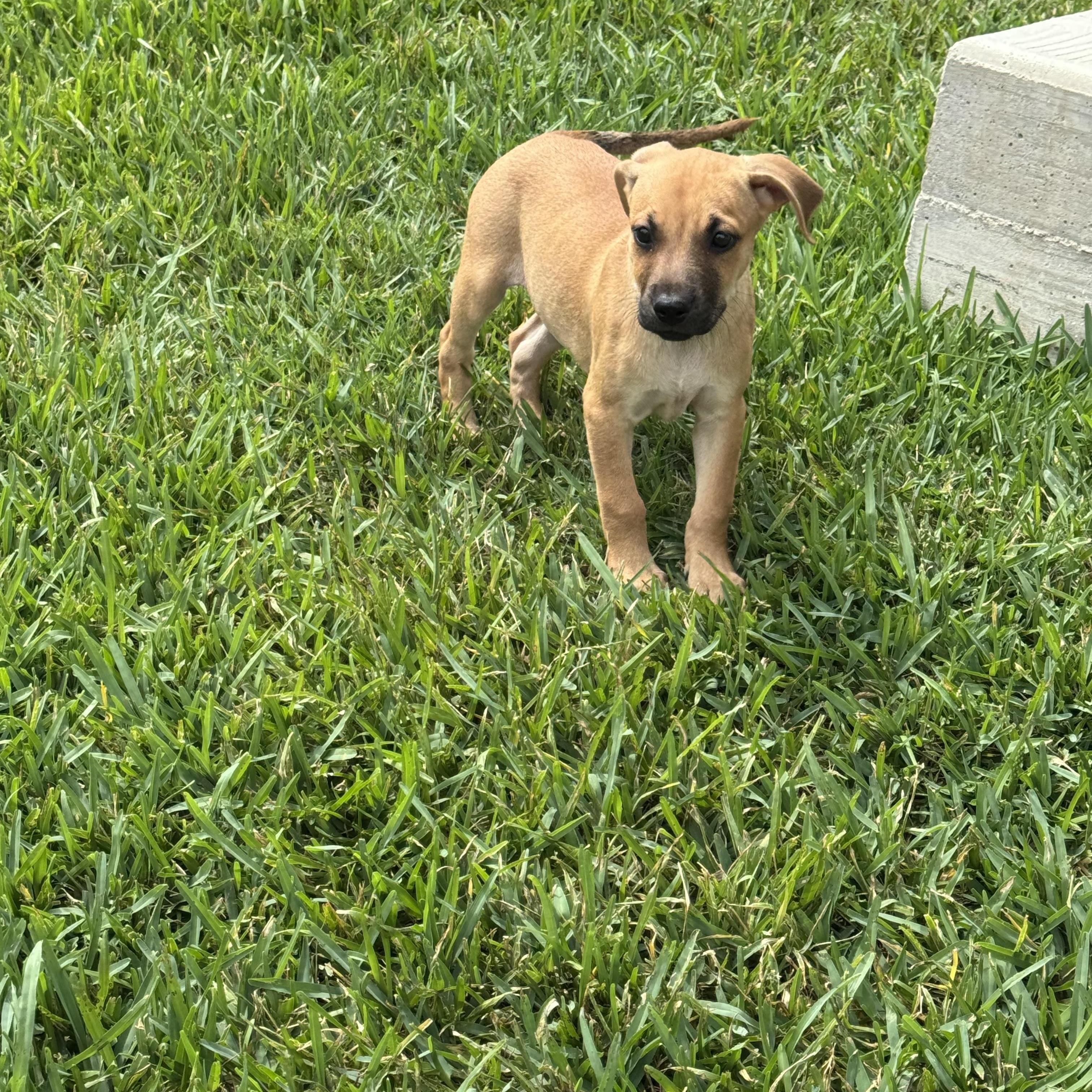 Sadie