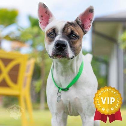 Enlarge Snickers, a Adoptable mixed breed in Honolulu, HI image 1/2