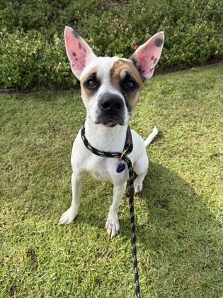 Enlarge Snickers, a Adoptable mixed breed in Honolulu, HI image 2/2