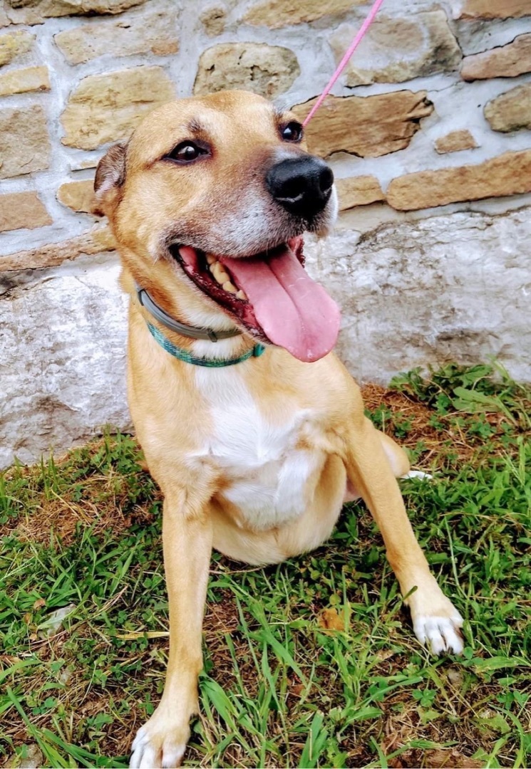 Hayley, a Adoptable mixed breed in Eagleville, TN image 1/6