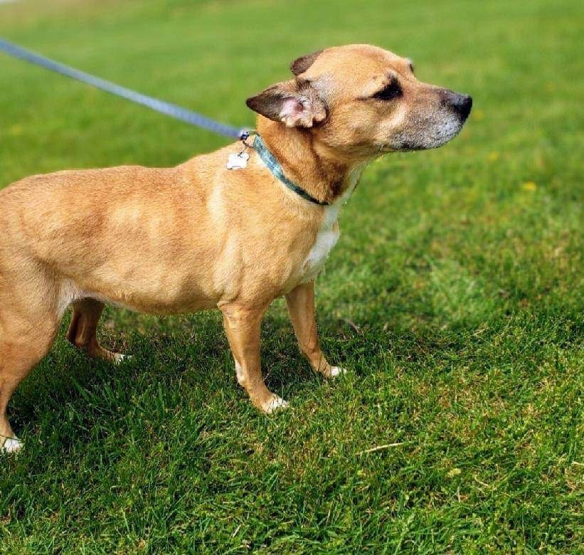 Hayley, a Adoptable mixed breed in Eagleville, TN image 2/6