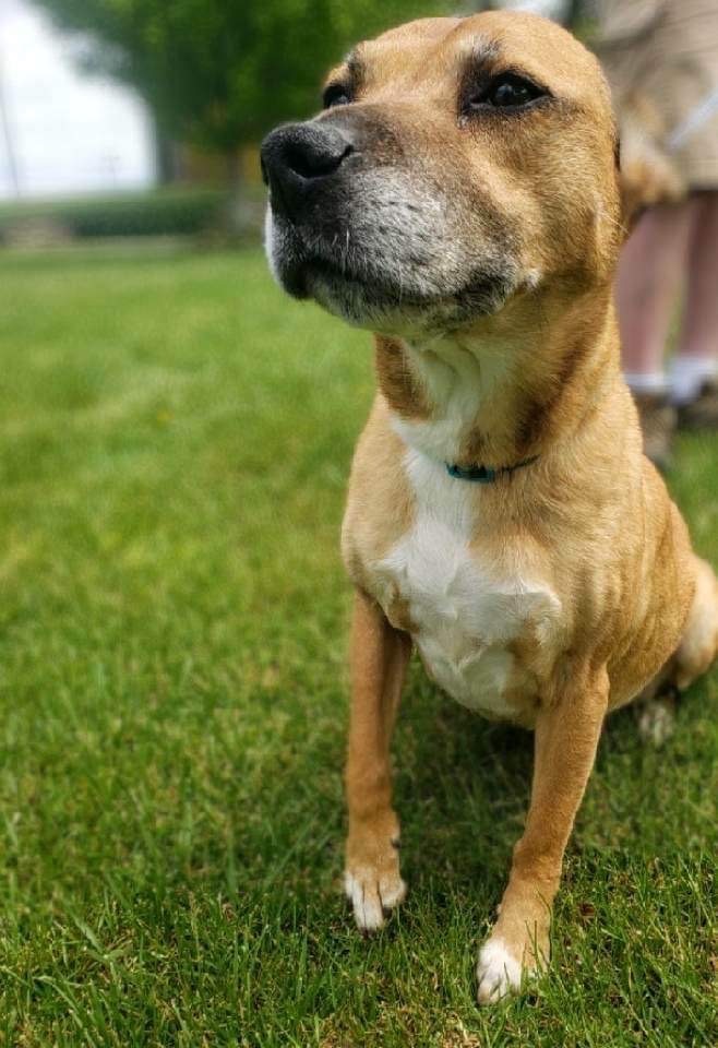 Hayley, a Adoptable mixed breed in Eagleville, TN image 3/6