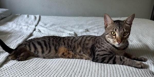 Pepito & Churro, a Adoptable Domestic Short Hair in Sherman Oaks, CA image 4/4