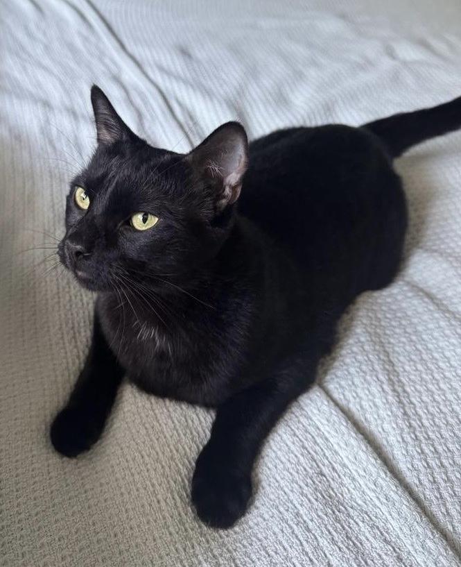 Pepito & Churro, a Adoptable Domestic Short Hair in Sherman Oaks, CA image 3/4