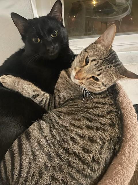 Pepito & Churro, Adoptable, Adult Male Domestic Short Hair.