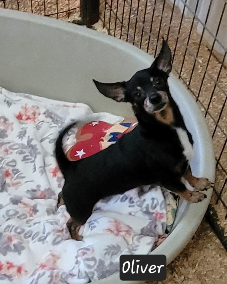 Enlarge Oliver, a ADOPTABLE Chihuahua in Granbury, TX image 2/3