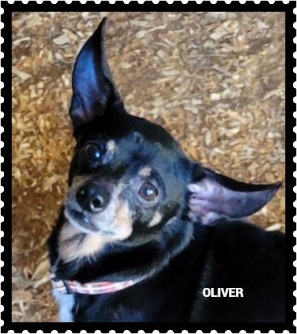 Enlarge Oliver, a ADOPTABLE Chihuahua in Granbury, TX image 1/3