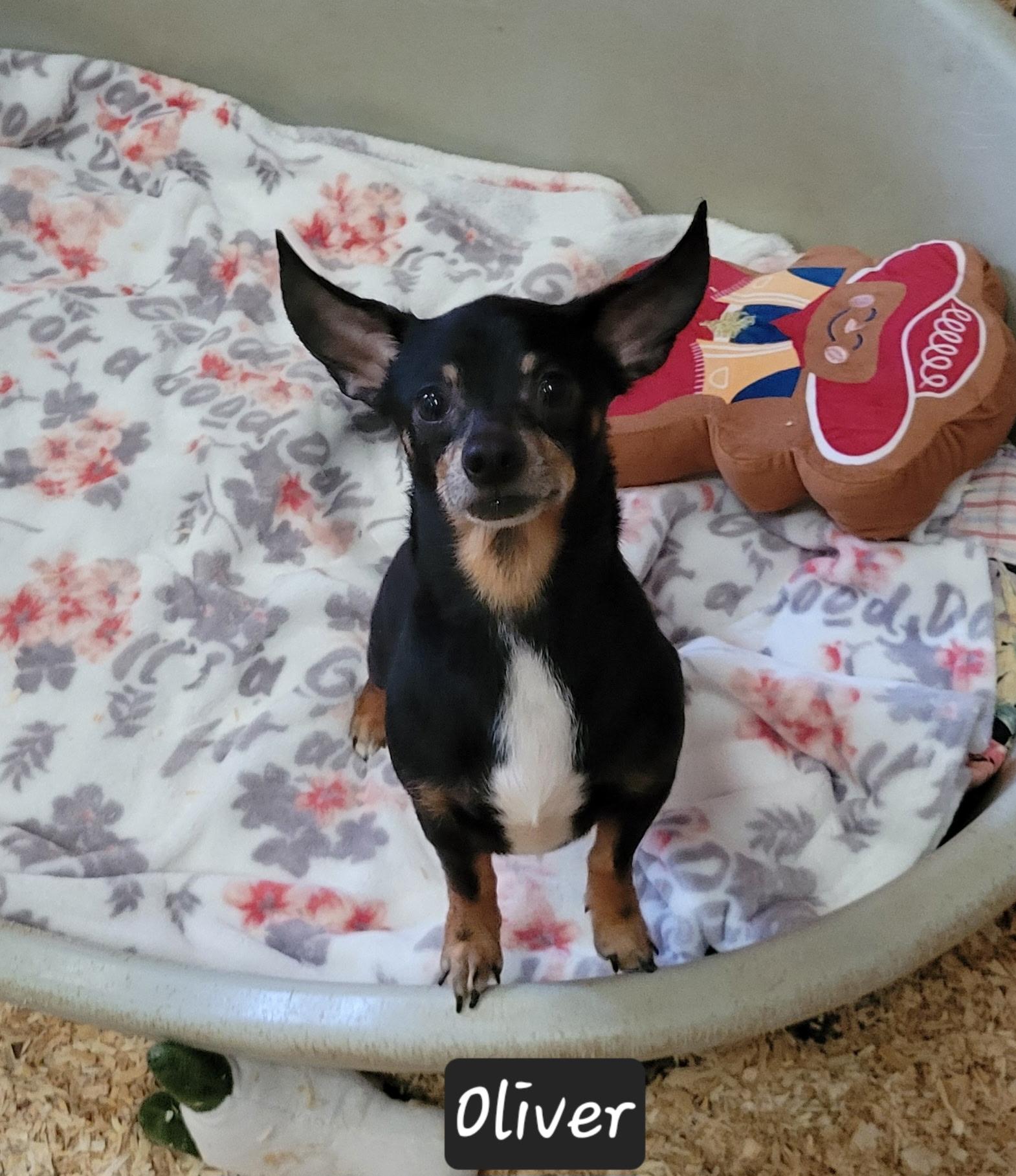 Enlarge Oliver, a ADOPTABLE Chihuahua in Granbury, TX image 3/3