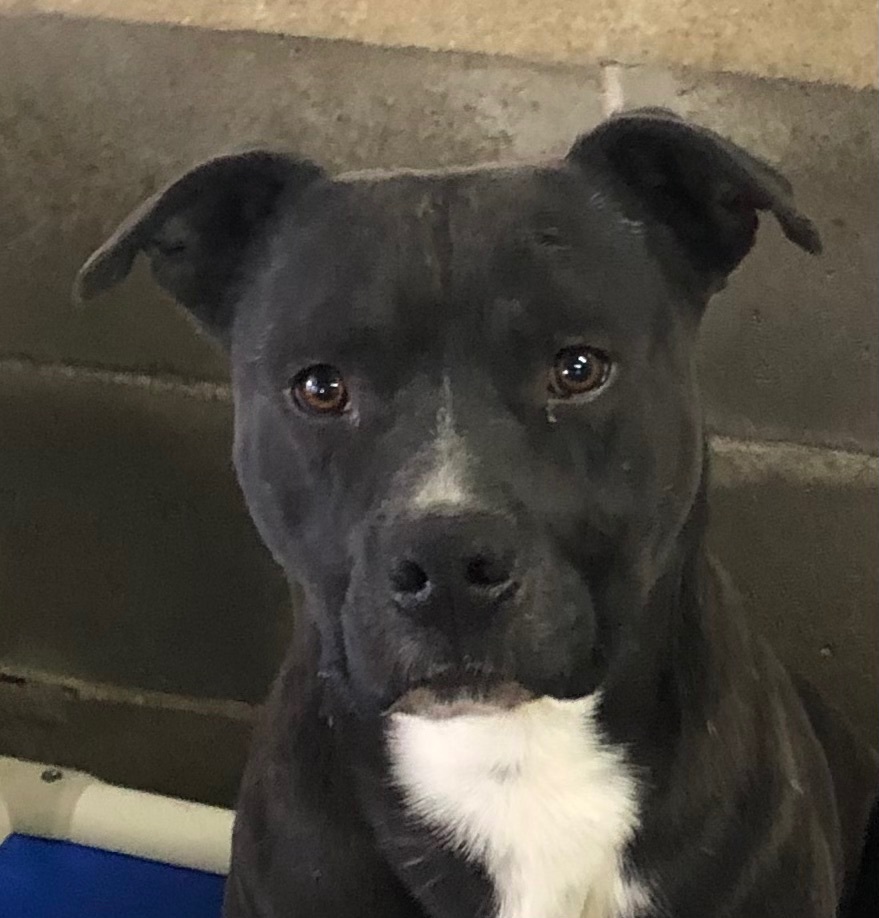 Wilson, an adopted mixed breed in O'Fallon, MO image 1/3