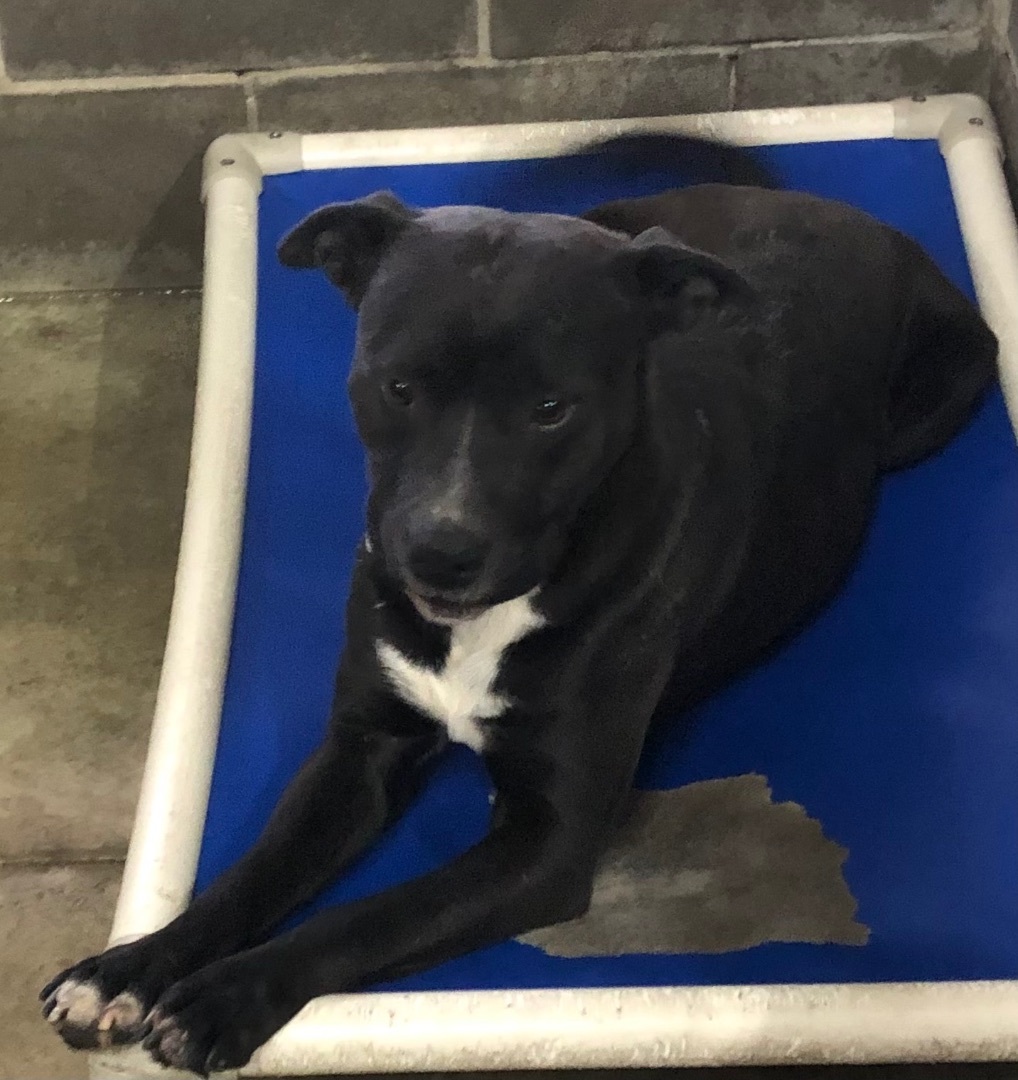 Wilson, an adopted mixed breed in O'Fallon, MO image 2/3