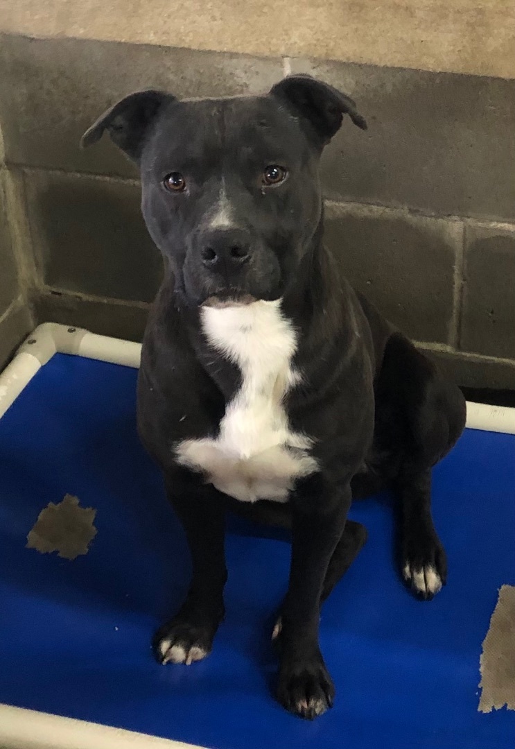 Wilson, an adopted mixed breed in O'Fallon, MO image 3/3