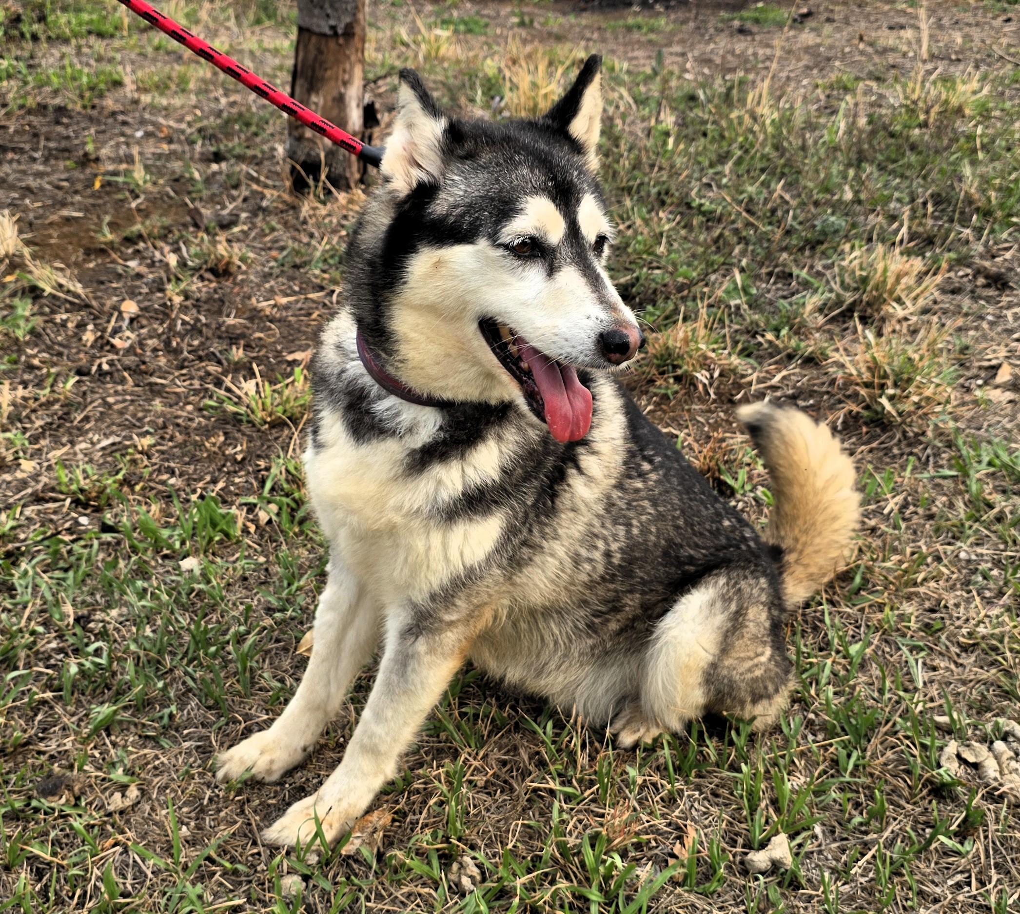 Enlarge Gemma, a ADOPTABLE Siberian Husky in San Francisco, CA image 3/4