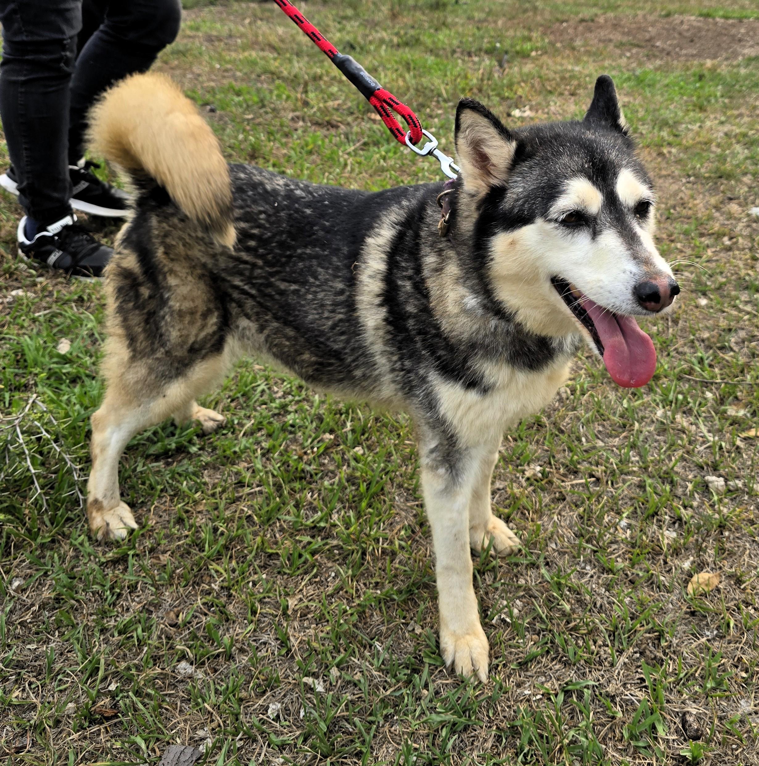 Enlarge Gemma, a ADOPTABLE Siberian Husky in San Francisco, CA image 1/4