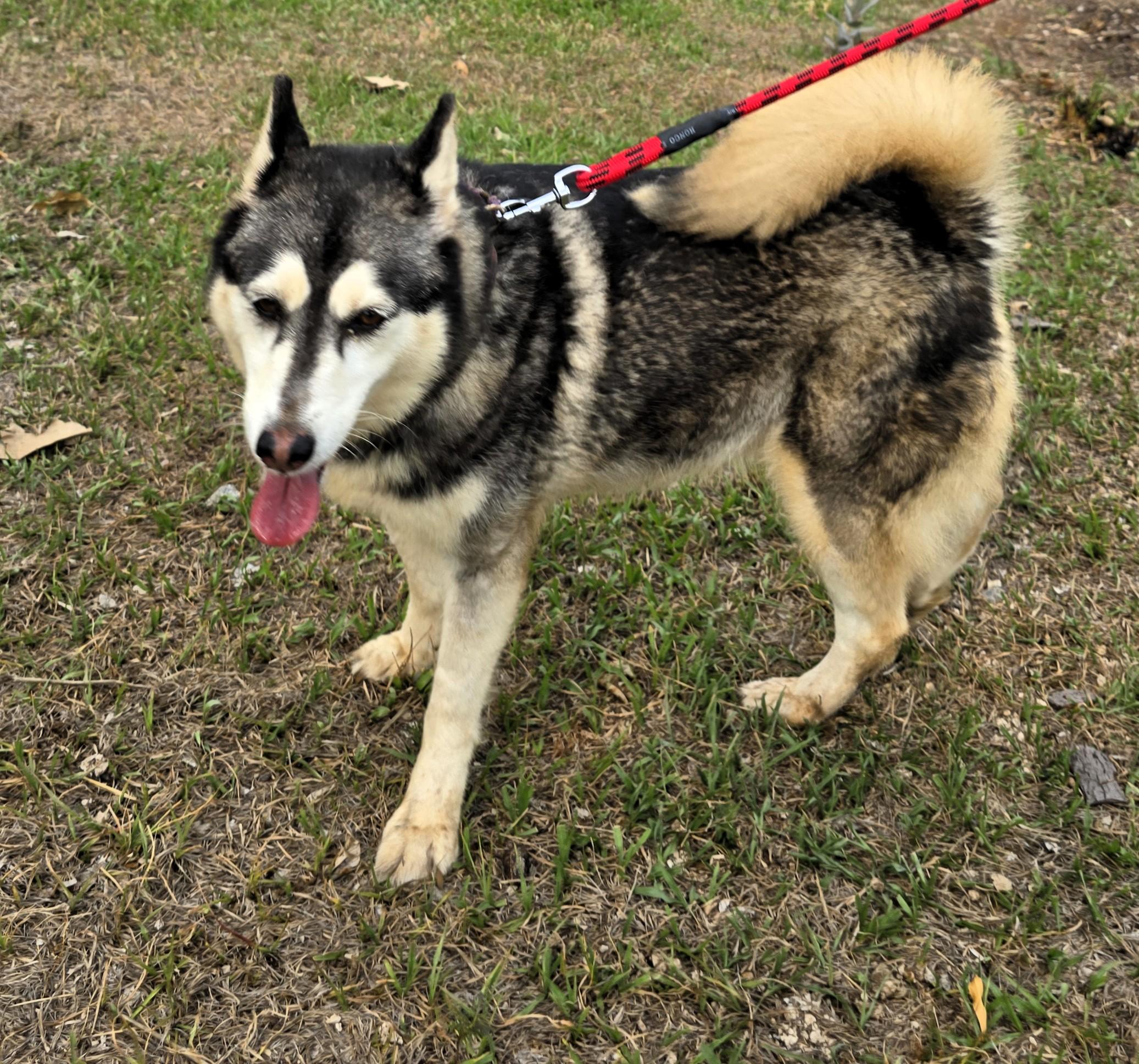 Enlarge Gemma, a ADOPTABLE Siberian Husky in San Francisco, CA image 2/4