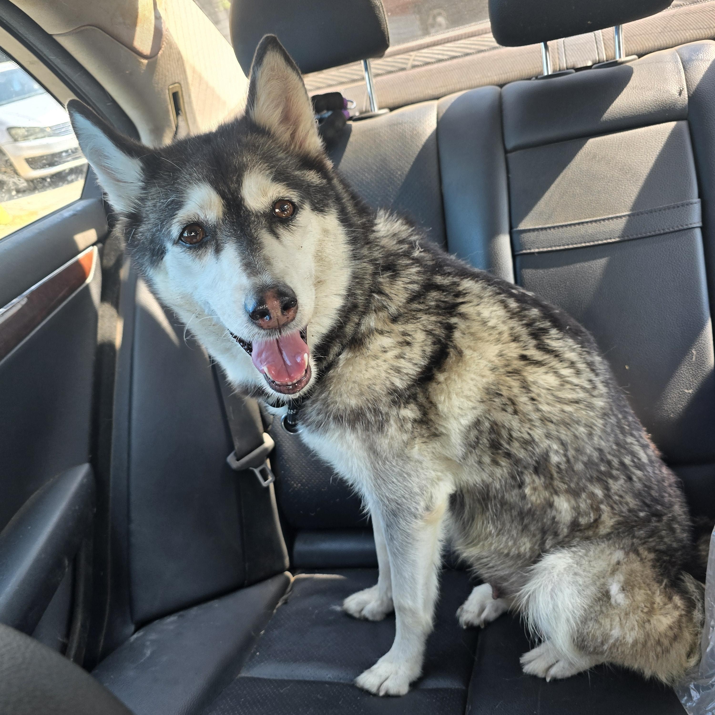 Gemma, ADOPTABLE, Adult Female Siberian Husky.
