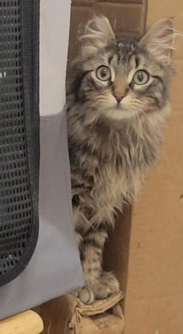 Riley, an adoptable Domestic Long Hair in Yakima, WA, 98908 | Photo Image 5